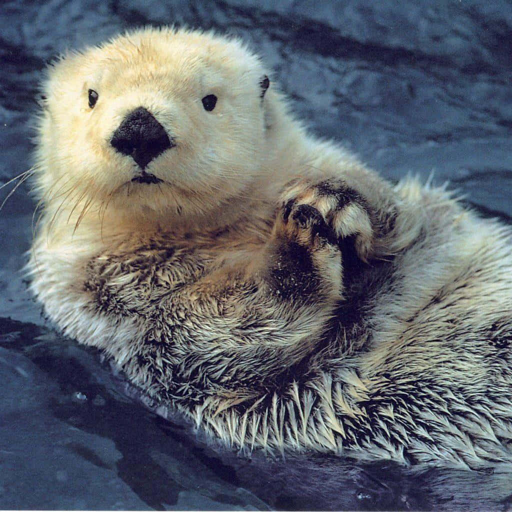 動物 桌布 壁紙 — 一隻毛茸茸的海獺在黑暗的水面上仰臥漂浮，舉起爪子的特寫。