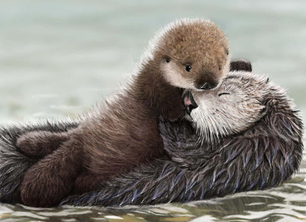 Otter 桌布 壁紙 — 一隻毛茸茸的海獺寶寶在平靜的海水中漂浮時，用鼻子蹭著媽媽的臉。