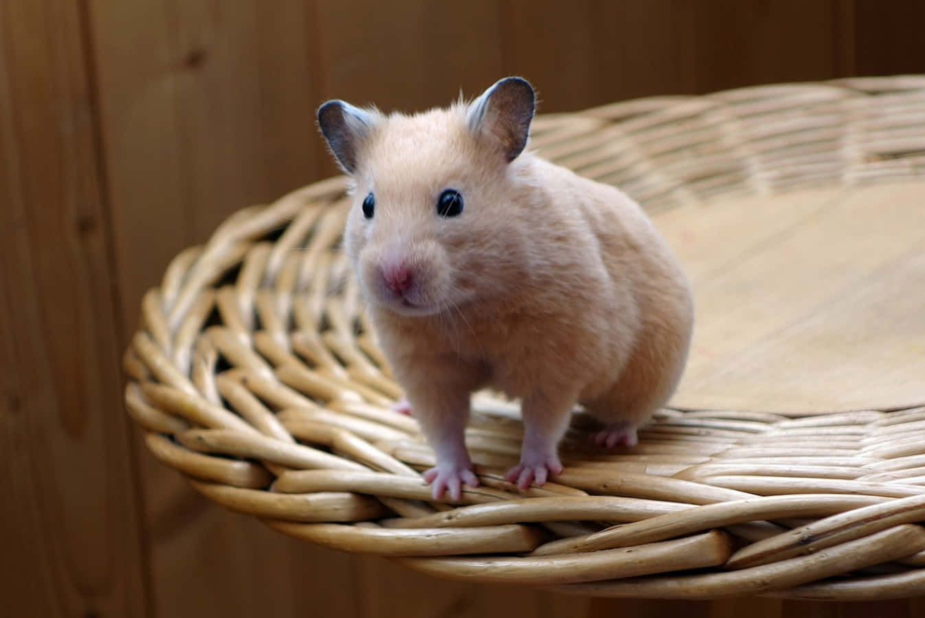 Hamster 桌布 壁紙 — 一隻毛茸茸的淺棕色倉鼠，眼睛深色，警覺地站在編織柳條籃上，背景為木質。