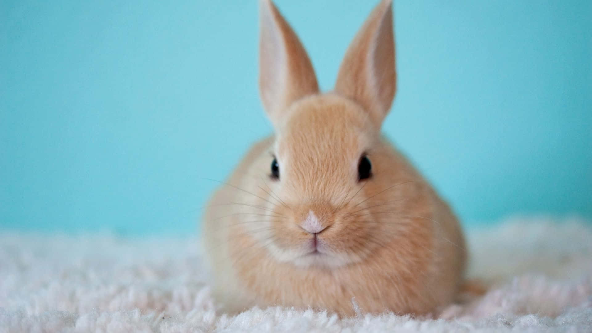 Easter Bunny 桌布 壁紙 — 一隻毛茸茸的淺棕色兔子，豎起耳朵，平靜地坐在柔軟的白色紋理表面上，背景是純藍色。