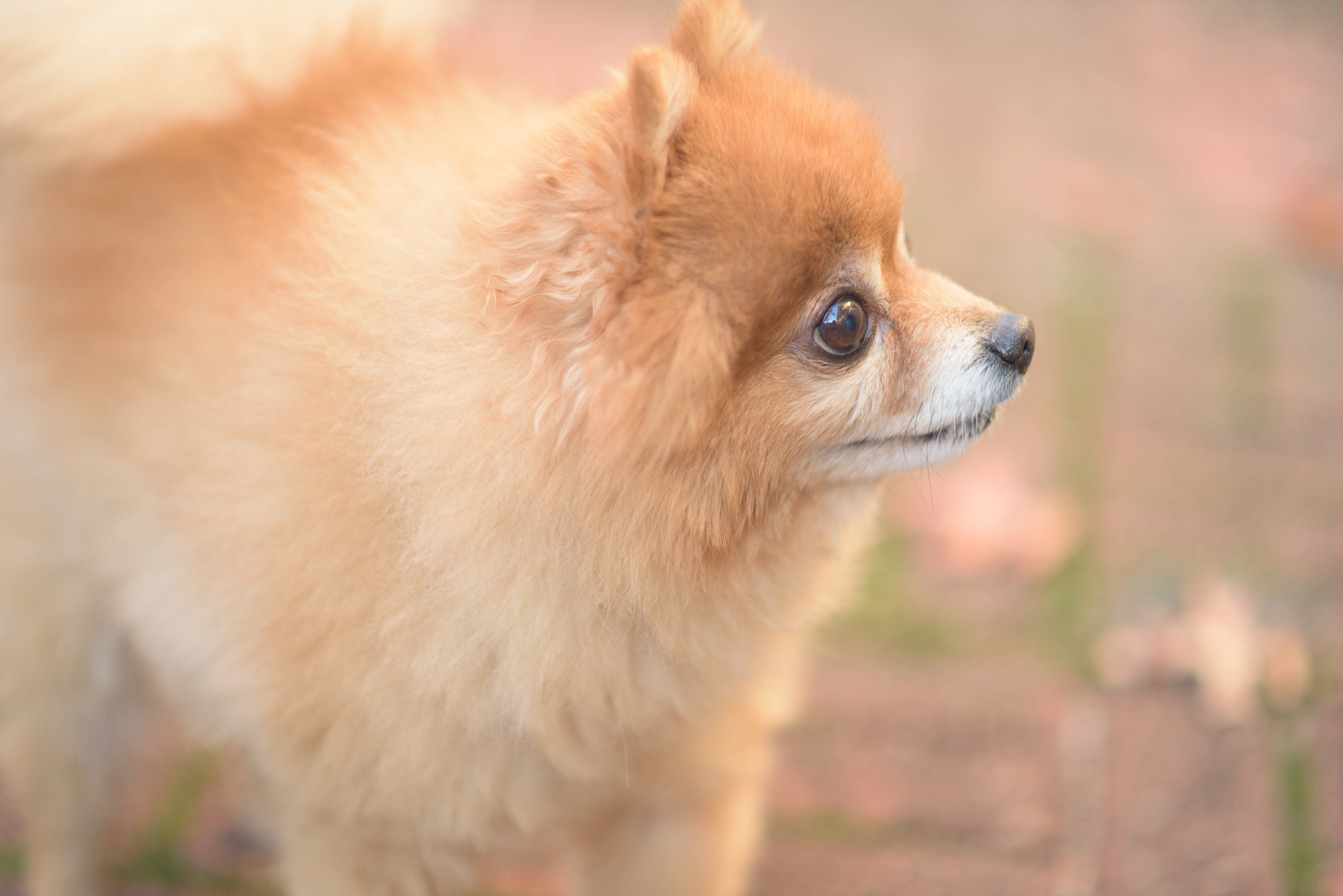 博美犬 桌布 壁紙 — 一隻毛茸茸的淺棕色博美犬側身站立，背景是柔和模糊的戶外環境。