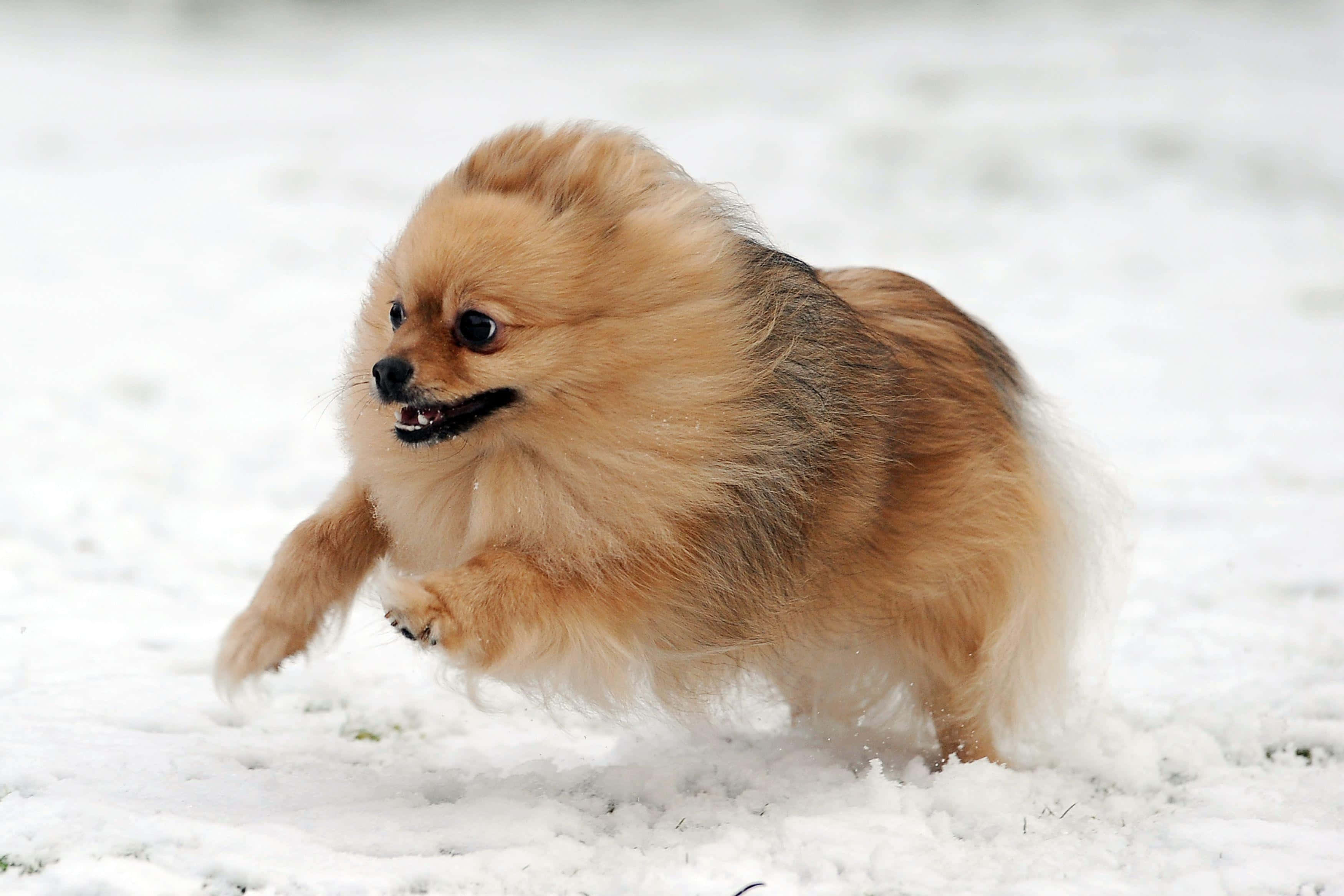 Pomeranian 桌布 壁紙 — 一隻毛茸茸的淺棕色博美犬在剛下的雪中歡快地奔跑，爪子踢起雪花。