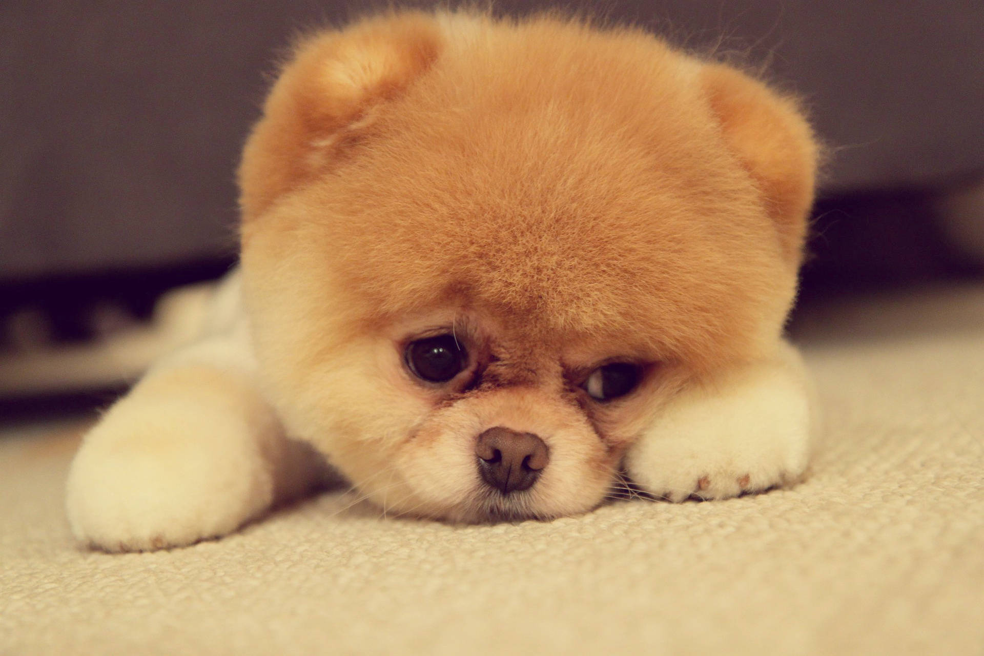 Pomeranian 桌布 壁紙 — 一隻毛茸茸的淺棕色博美犬幼犬在米色地毯上，將頭靠在爪子上，光線柔和溫暖。
