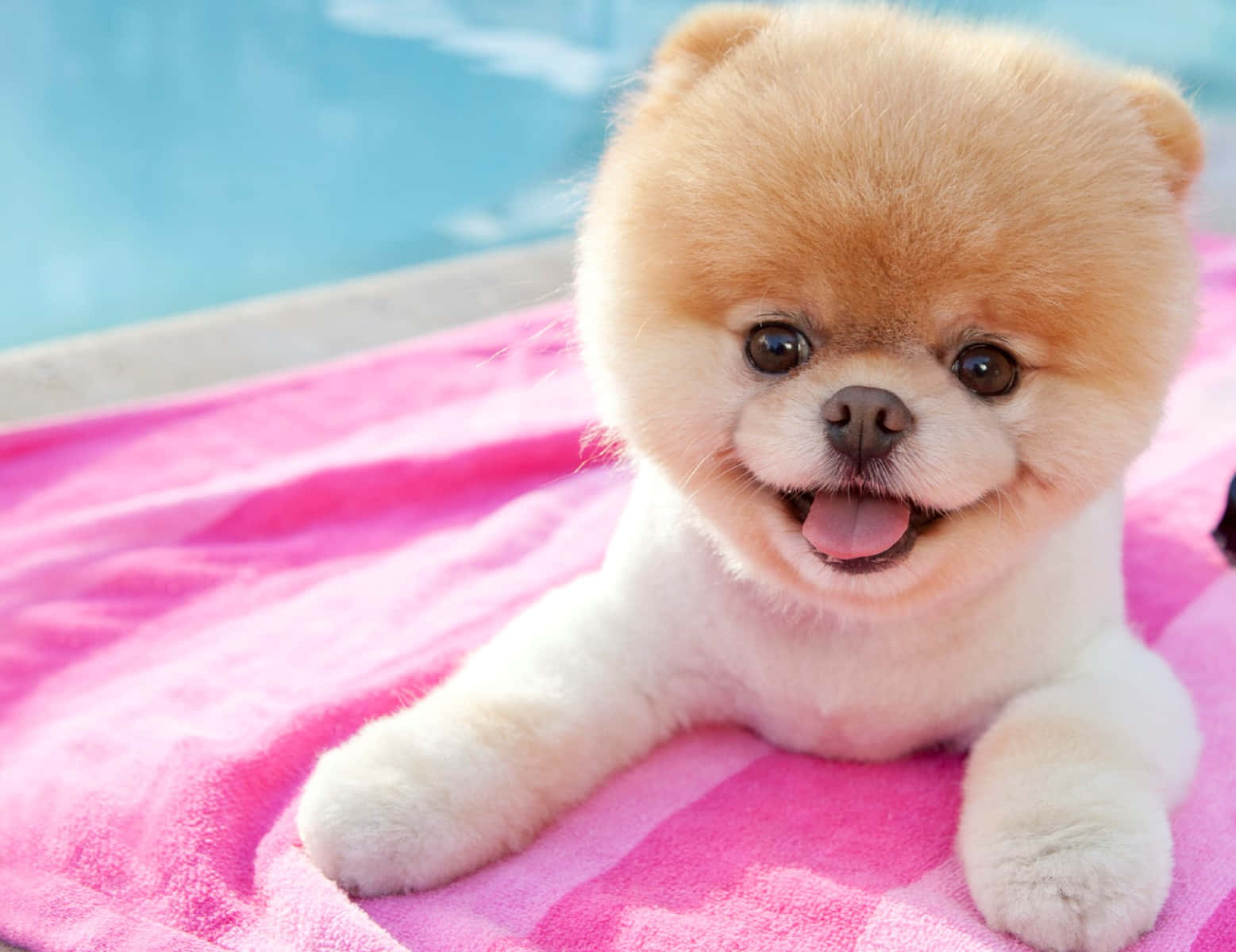 Pink Puppies 桌布 壁紙 — 一隻毛茸茸的淺棕色博美犬幼犬帶著愉快的表情躺在藍色游泳池旁邊的亮粉紅色毛巾上。