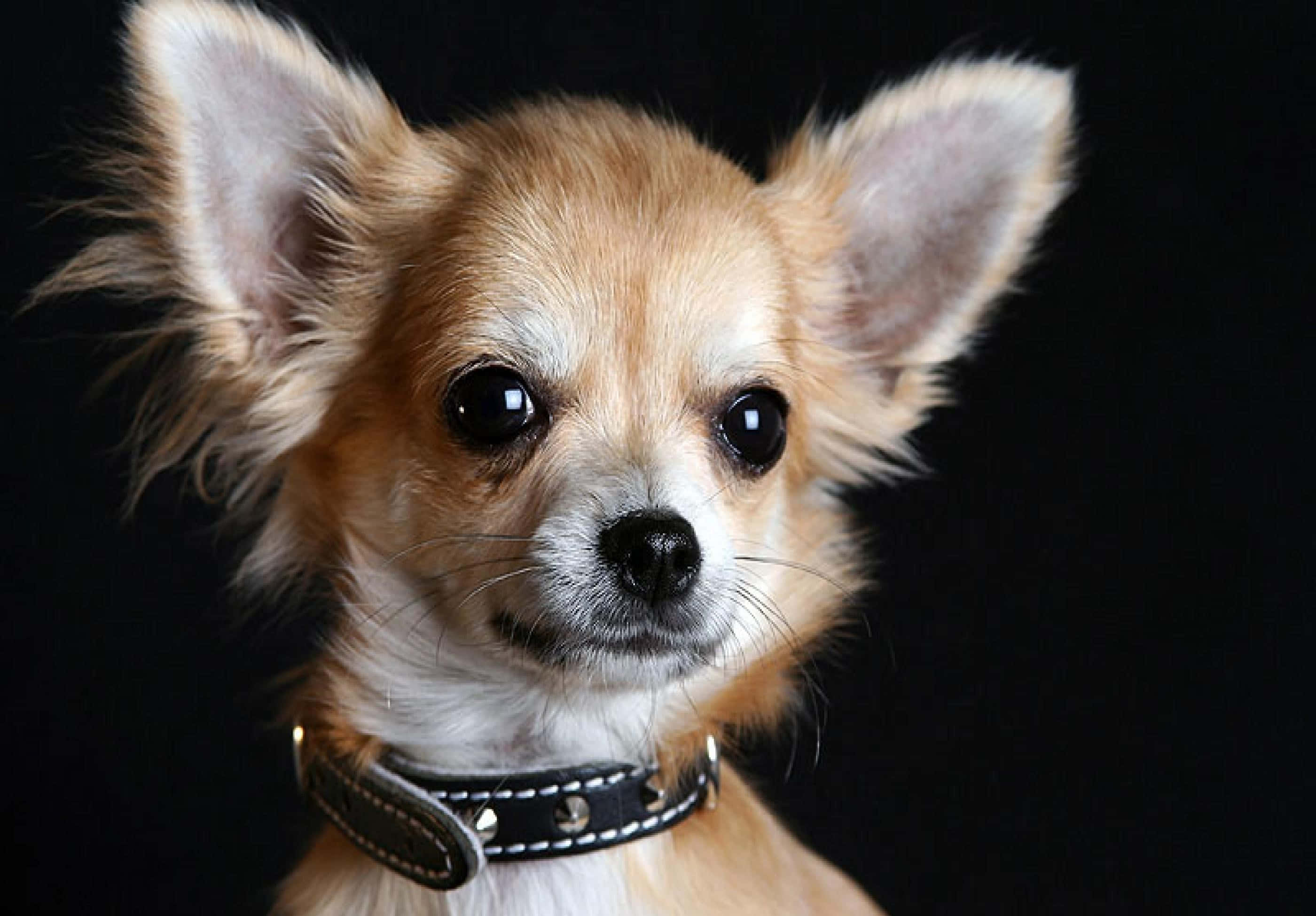 Chihuahua 桌布 壁紙 — 一隻毛茸茸的淺棕色吉娃娃，有大耳朵和深色眼睛，在黑色背景前的特寫。