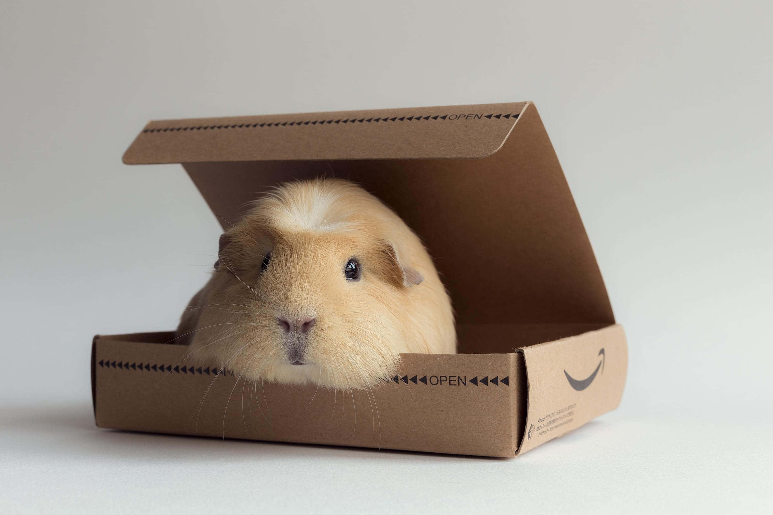 guinea pig 桌布 壁紙 — 一隻毛茸茸的淺棕色天竺鼠在純白色背景前，從一個打開的亞馬遜紙箱裡面好奇地探出頭來。
