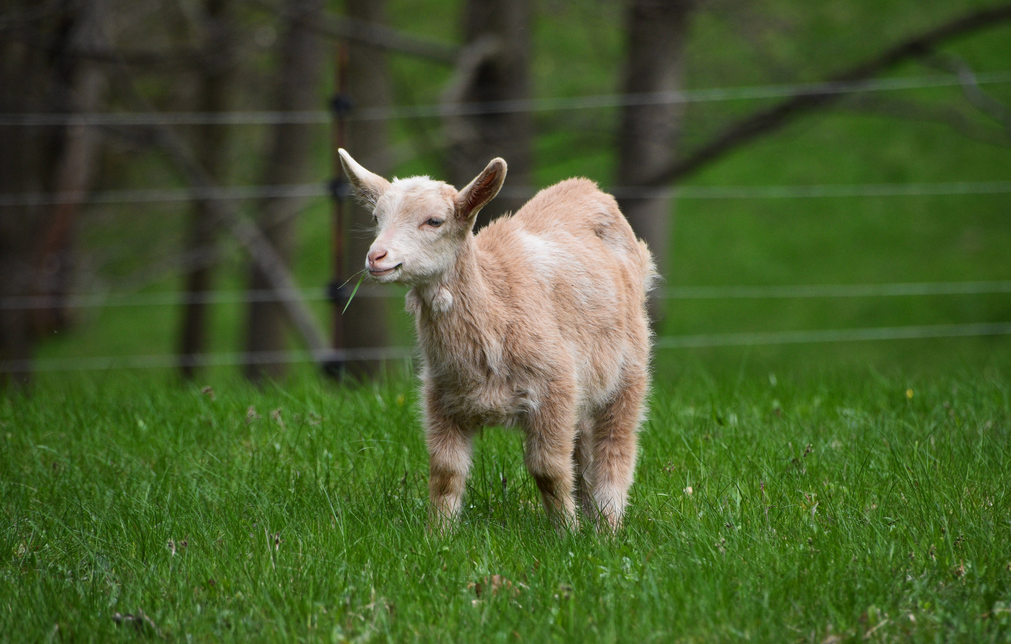 animals 桌布 壁紙 — 一隻毛茸茸的淺棕色小山羊在鮮綠色牧場的鐵絲網後警覺地站立，背景有模糊的樹木。
