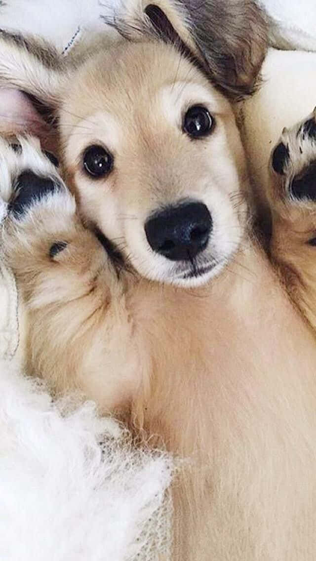 Adorable Puppy 桌布 壁紙 — 一隻毛茸茸的淺棕色小狗，有大大的黑色眼睛，躺在白色有紋理的毯子上，四腳朝天，直視鏡頭。