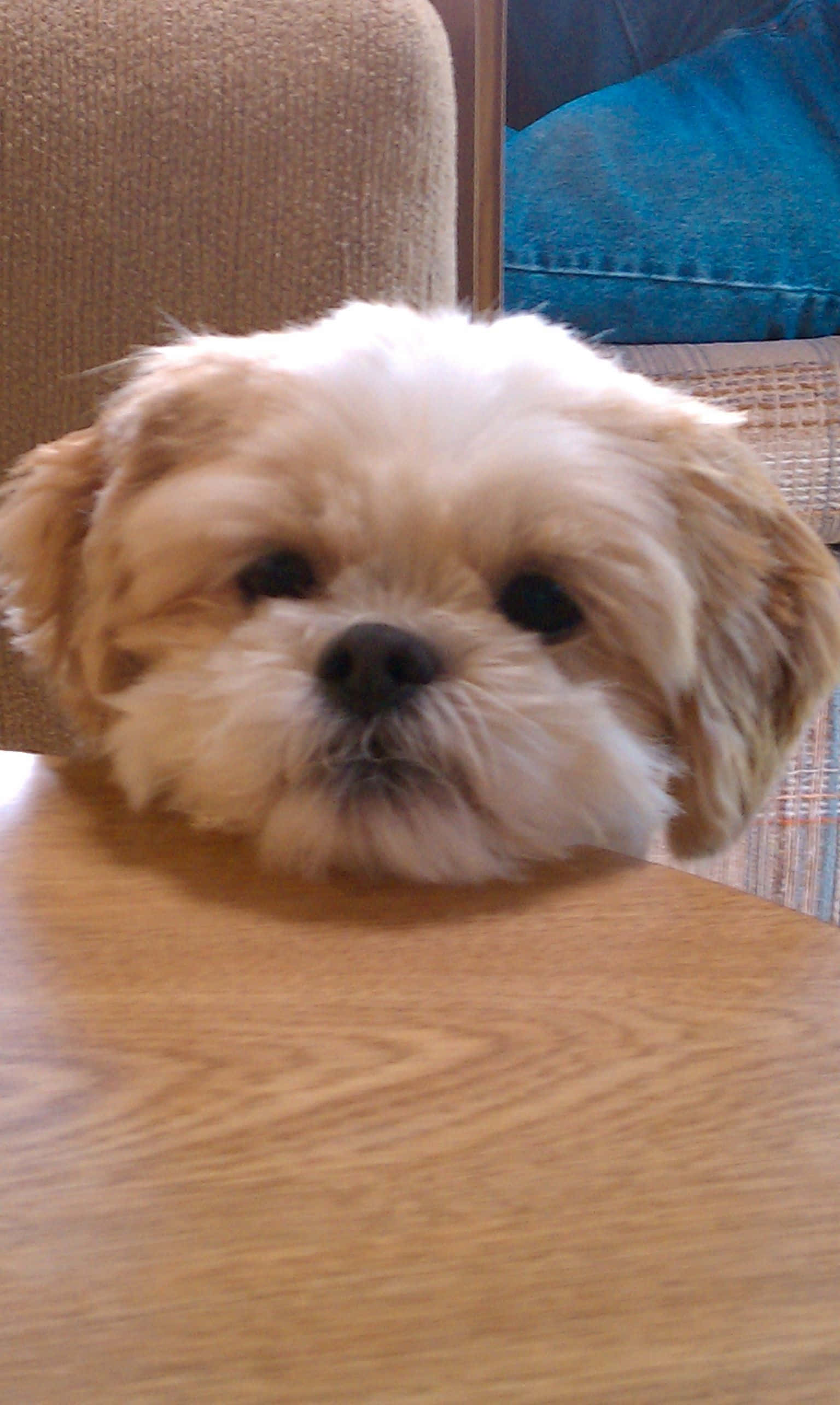 shih tzu 桌布 壁紙 — 一隻毛茸茸的淺棕色小狗，深色眼睛好奇地越過木桌張望，在舒適的室內環境中。