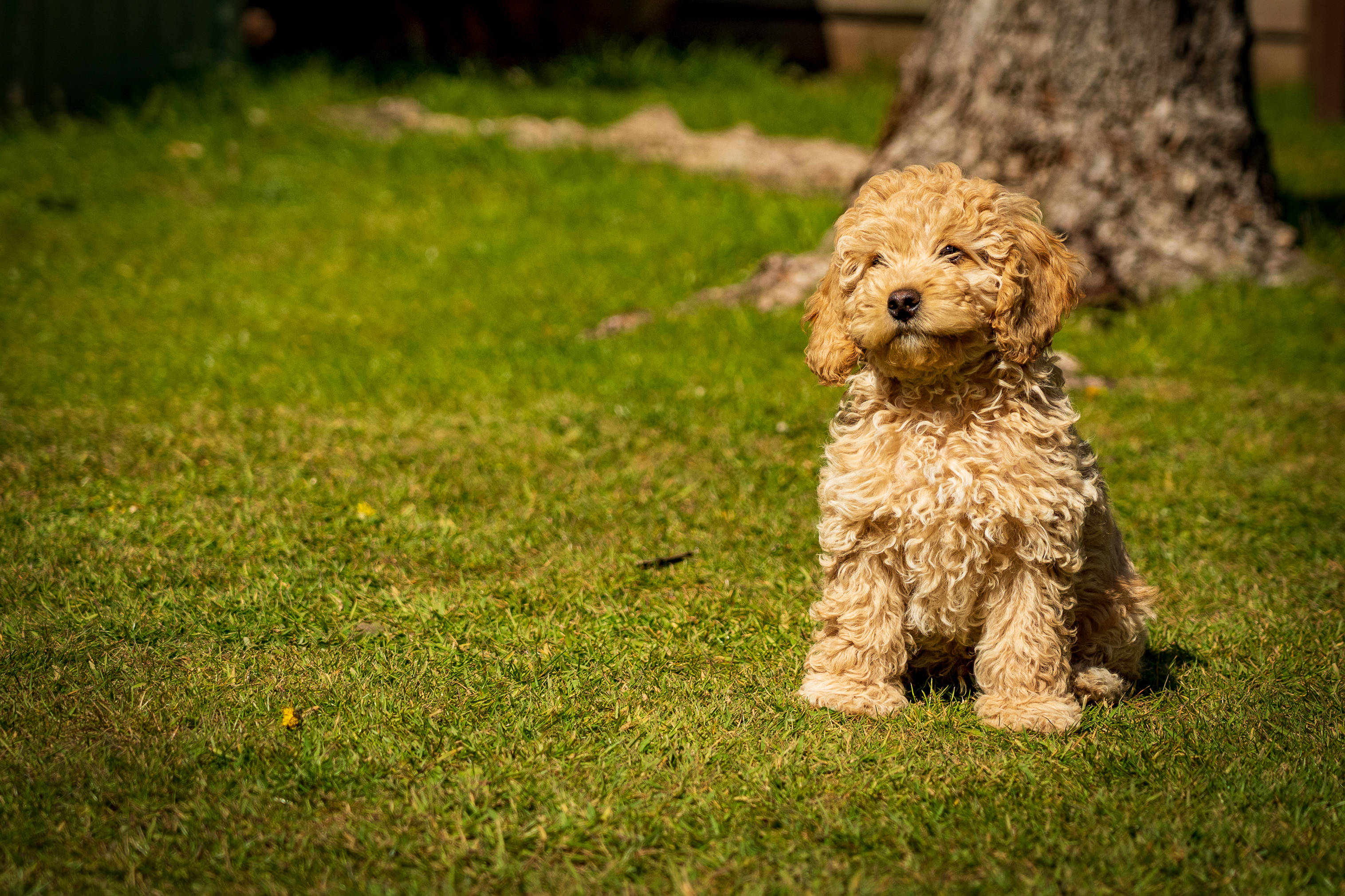Poodle 桌布 壁紙 — 一隻毛茸茸的淺棕色小狗在明亮的陽光下，靠近樹幹，專注地坐在充滿活力的綠色草地上。