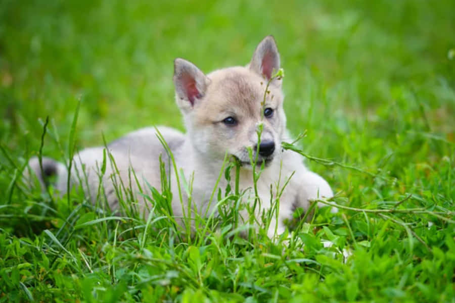 Wolf Pup 桌布 壁紙 — 一隻毛茸茸的淺棕色小狗平靜地躺在充滿活力的綠草中，一片草葉輕輕觸碰它的鼻子。