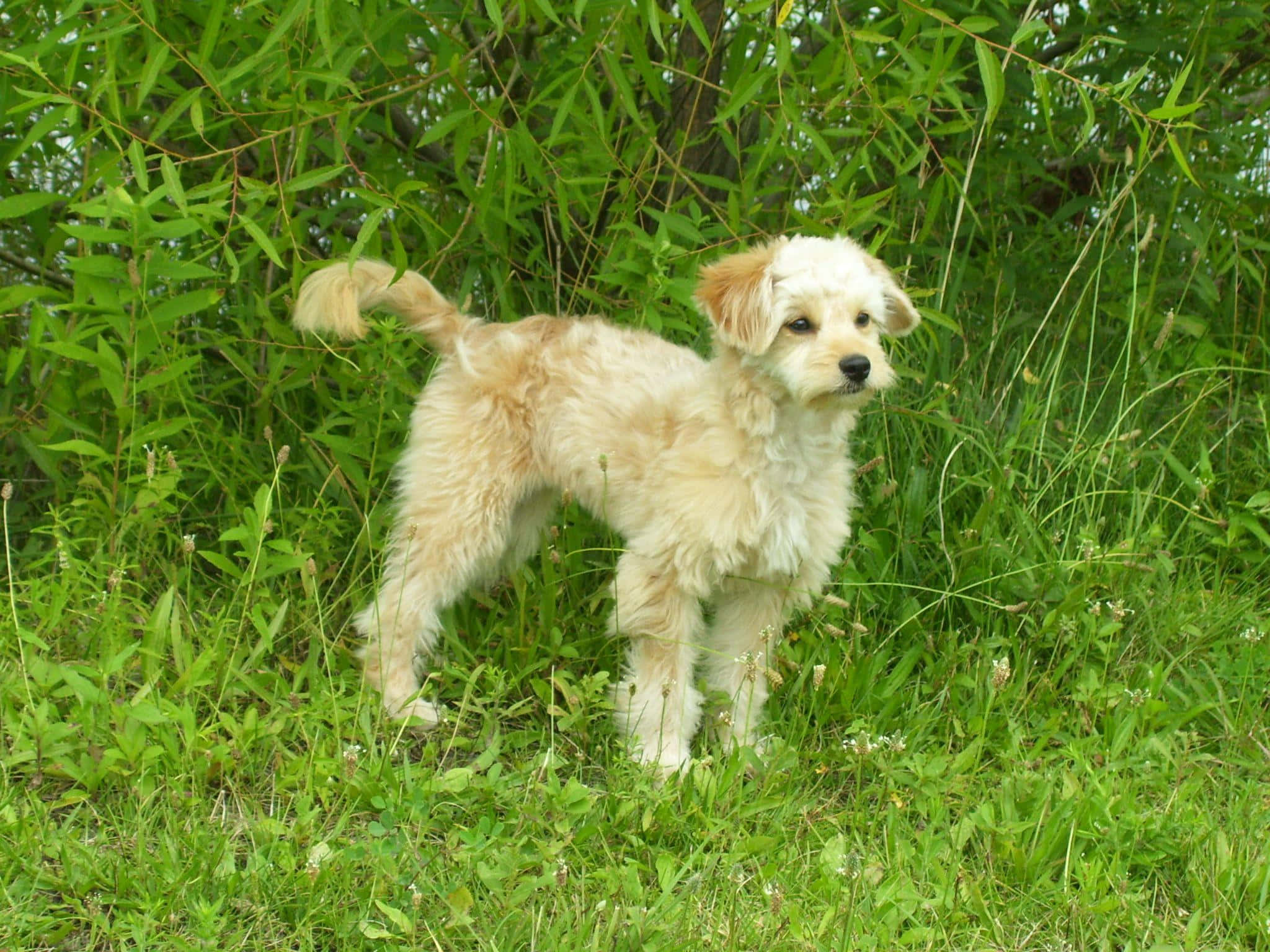 Goldendoodle 桌布 壁紙 — 一隻毛茸茸的淺棕色小狗警覺地站在充滿活力的綠色草地上，身後有茂密的灌木叢。