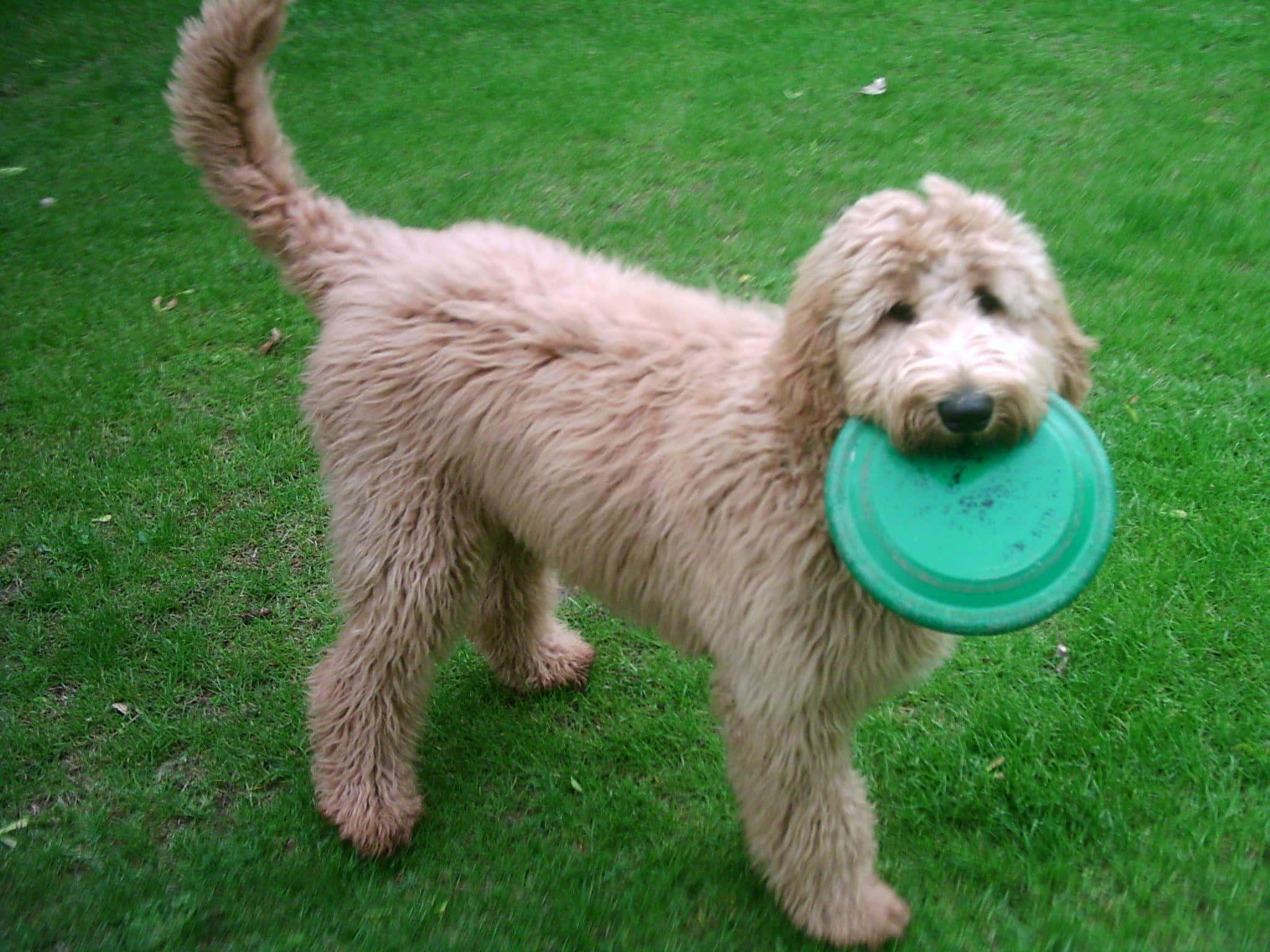 Goldendoodle 桌布 壁紙 — 一隻毛茸茸的淺棕色小狗驕傲地站在綠色草地上，嘴裡叼著一個亮綠色的飛盤。