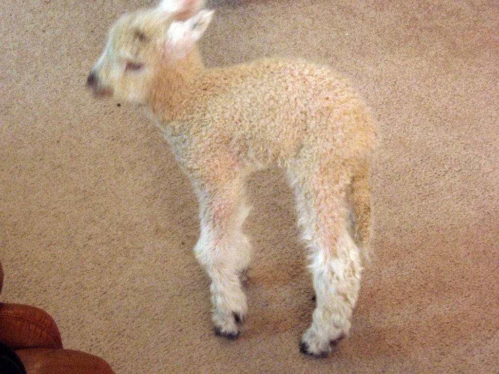 Farm Animal 桌布 壁紙 — 一隻毛茸茸的淺棕色小羊站在米色地毯上，靠近一張棕色皮椅。