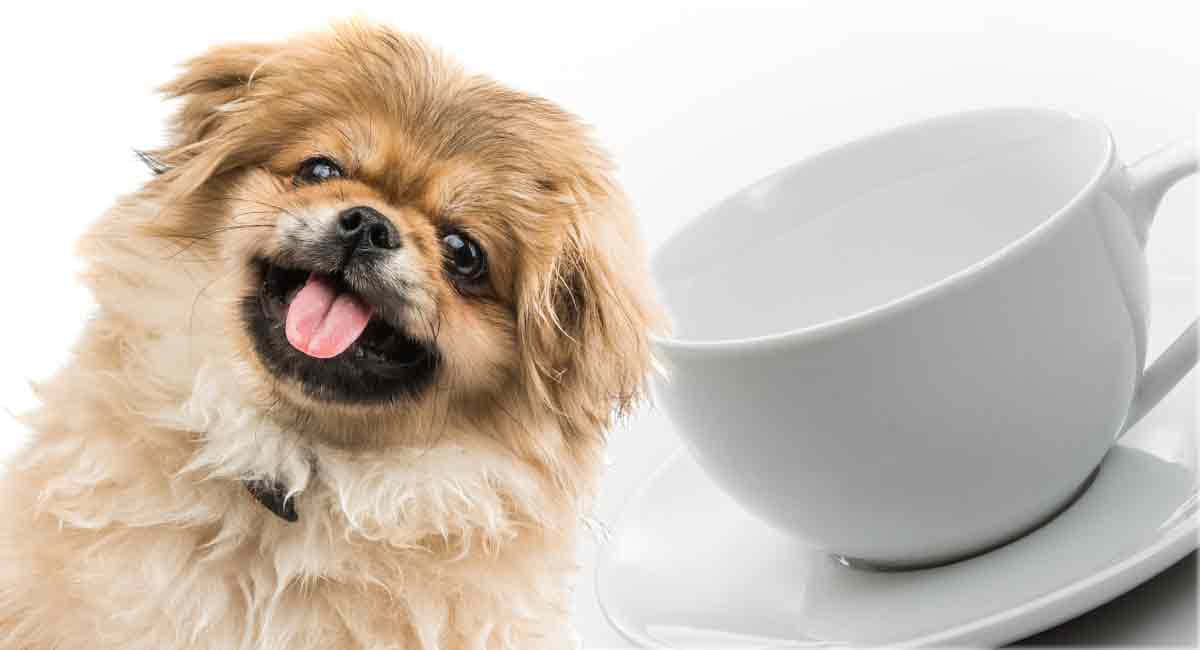 Pekingese 桌布 壁紙 — 一隻毛茸茸的淺棕色狗帶著開心的表情，坐在一個空白的白色茶杯和碟子旁邊，背景是乾淨的白色。