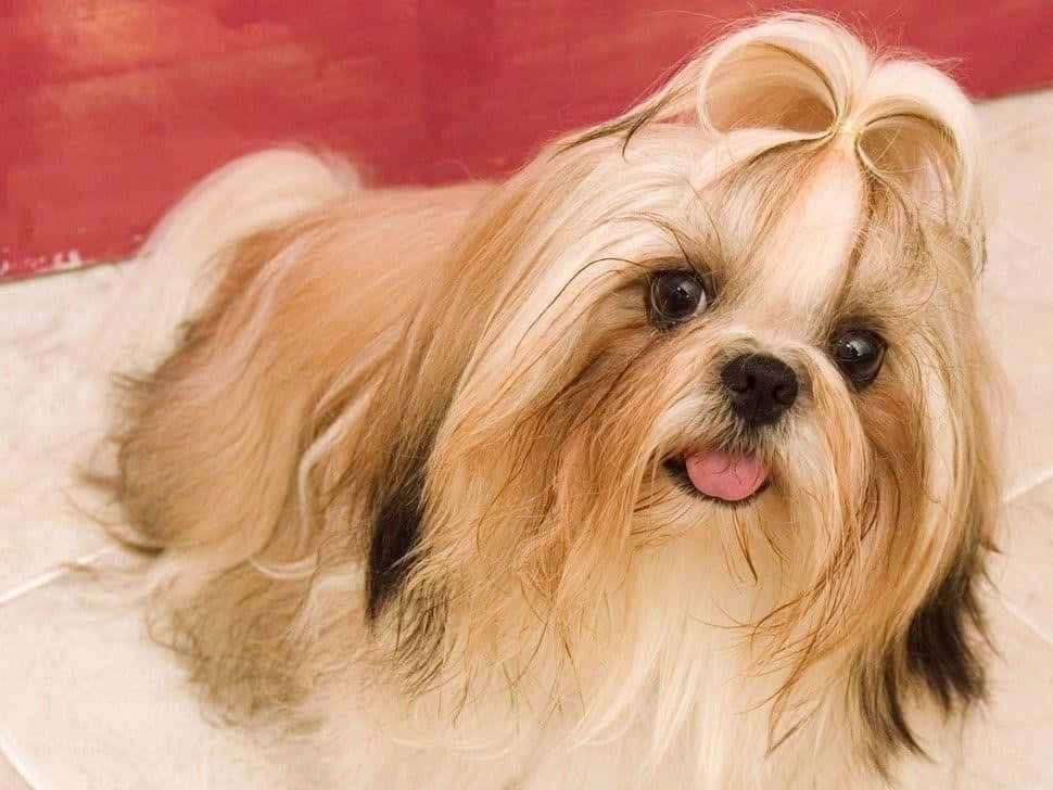 shih tzu 桌布 壁紙 — 一隻毛茸茸的淺棕色西施犬頭上戴著蝴蝶結，對著紅牆伸出舌頭微笑。