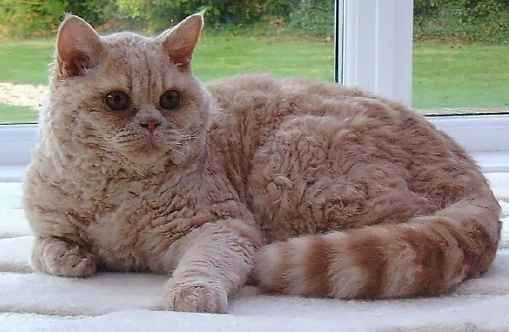 Selkirk Rex 桌布 壁紙 — 一隻毛茸茸的淺棕色貓咪，尾巴捲曲，躺在白色窗台上，平靜地凝視著觀看者，外面可見茂密的綠色花園。