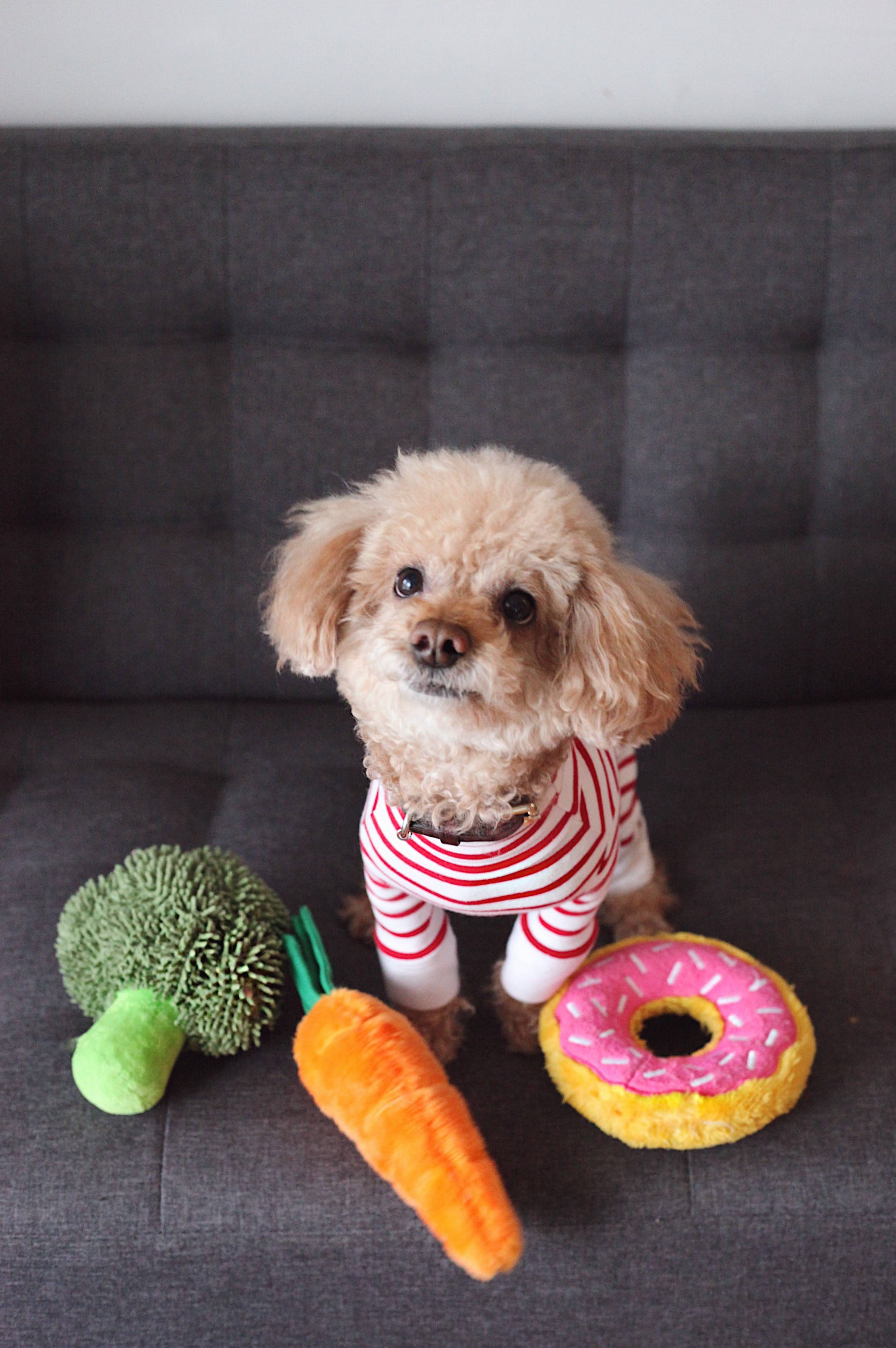 Poodle 桌布 壁紙 — 一隻毛茸茸的淺棕色貴賓犬幼犬穿著紅白條紋衣服，坐在灰色沙發上，周圍是毛絨玩具蔬菜和一個甜甜圈。
