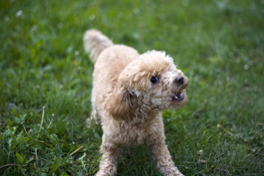 Angry 桌布 壁紙 — 一隻毛茸茸的淺棕色貴賓犬幼犬警覺地站在充滿活力的綠色草地上，帶著頑皮的表情。