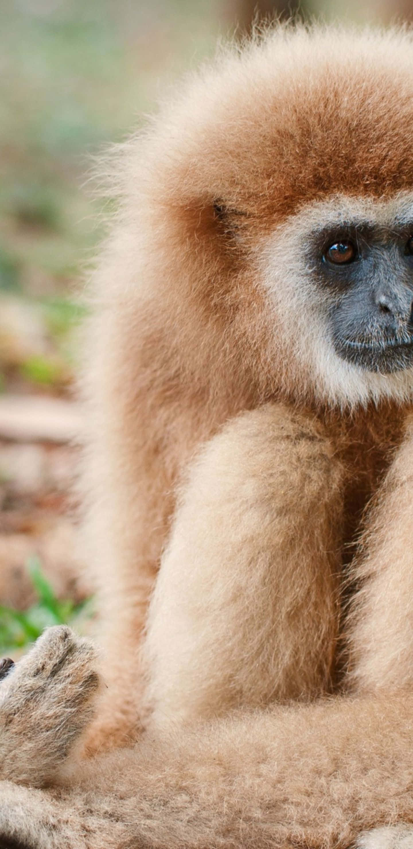Pixel 3xl Gibbon 桌布 壁紙 — 一隻毛茸茸的淺棕色長臂猿，深色面孔，平靜地坐在模糊的自然環境中的特寫。