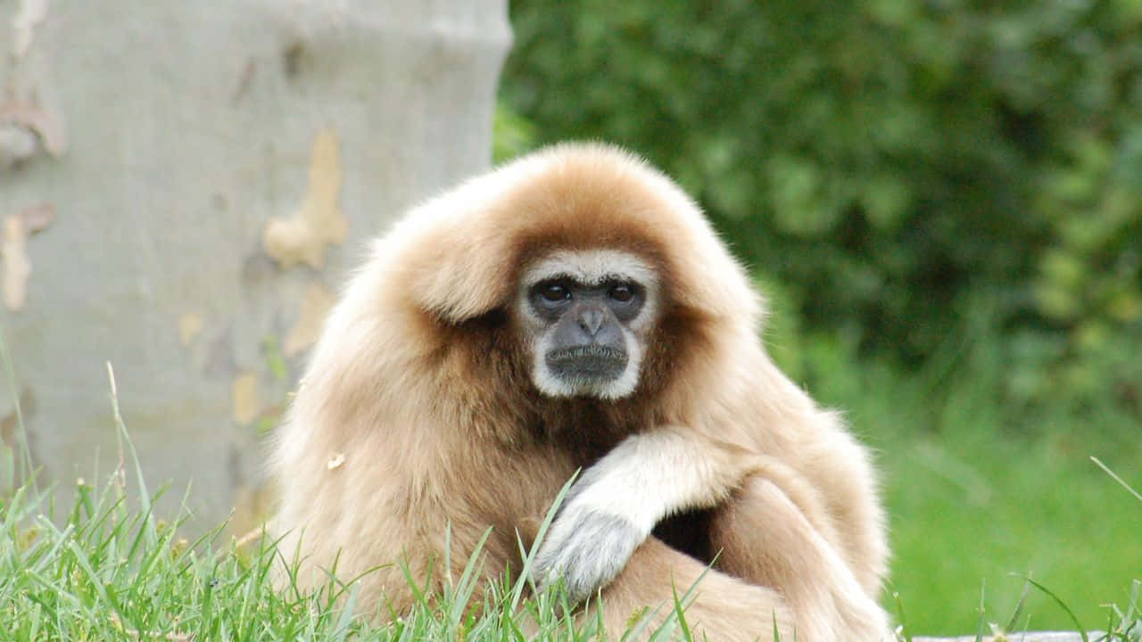 Ape 桌布 壁紙 — 一隻毛茸茸的淺棕色長臂猿在茂密森林中的樹幹附近的綠色草地上平靜地坐著。