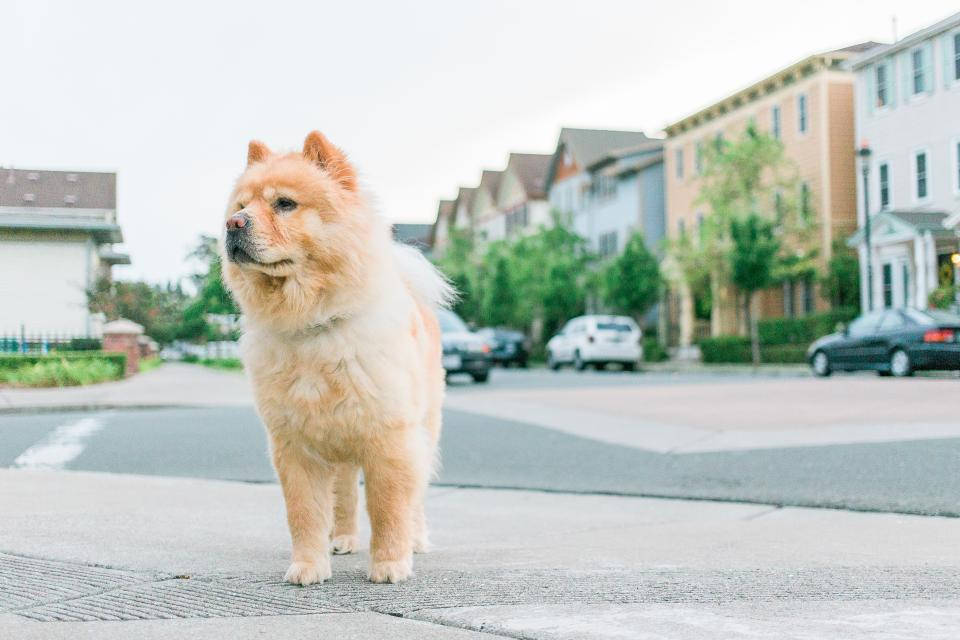 Cute Puppy 桌布 壁紙 — 一隻毛茸茸的淺棕色鬆獅犬警覺地站在寧靜住宅區的人行道上，背景有房屋和停放的汽車，呈現柔和焦點。