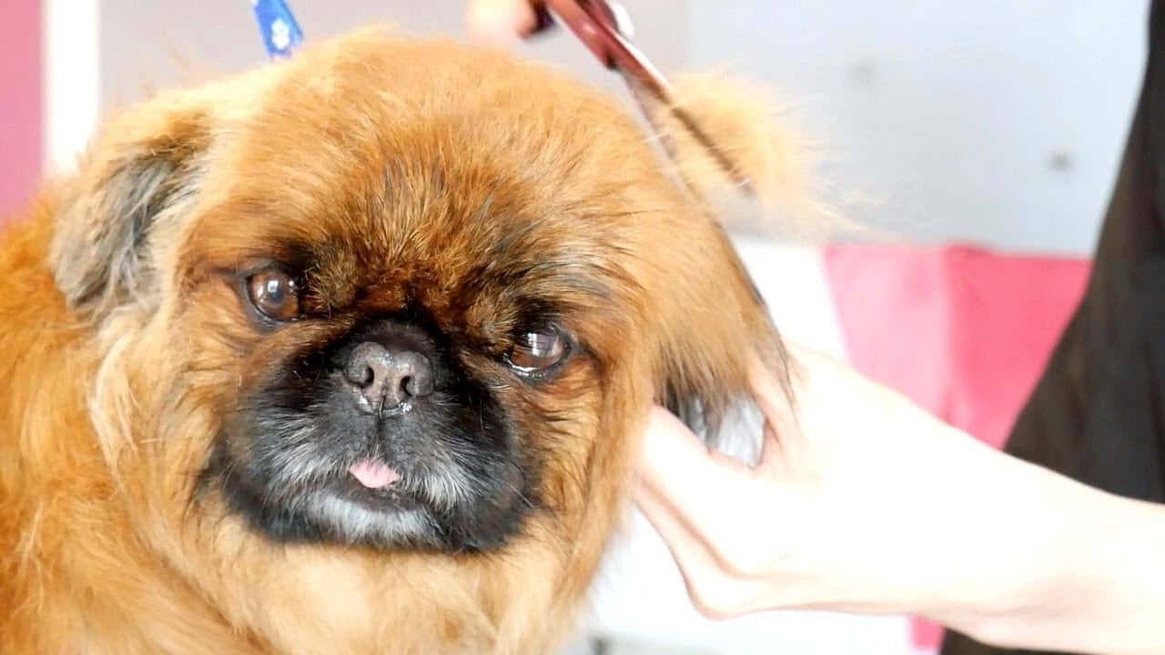 Pekingese 桌布 壁紙 — 一隻毛茸茸的淺褐色北京狗，有深色眼睛和黑色鼻口，由一個拿著剪刀的人修剪毛髮。