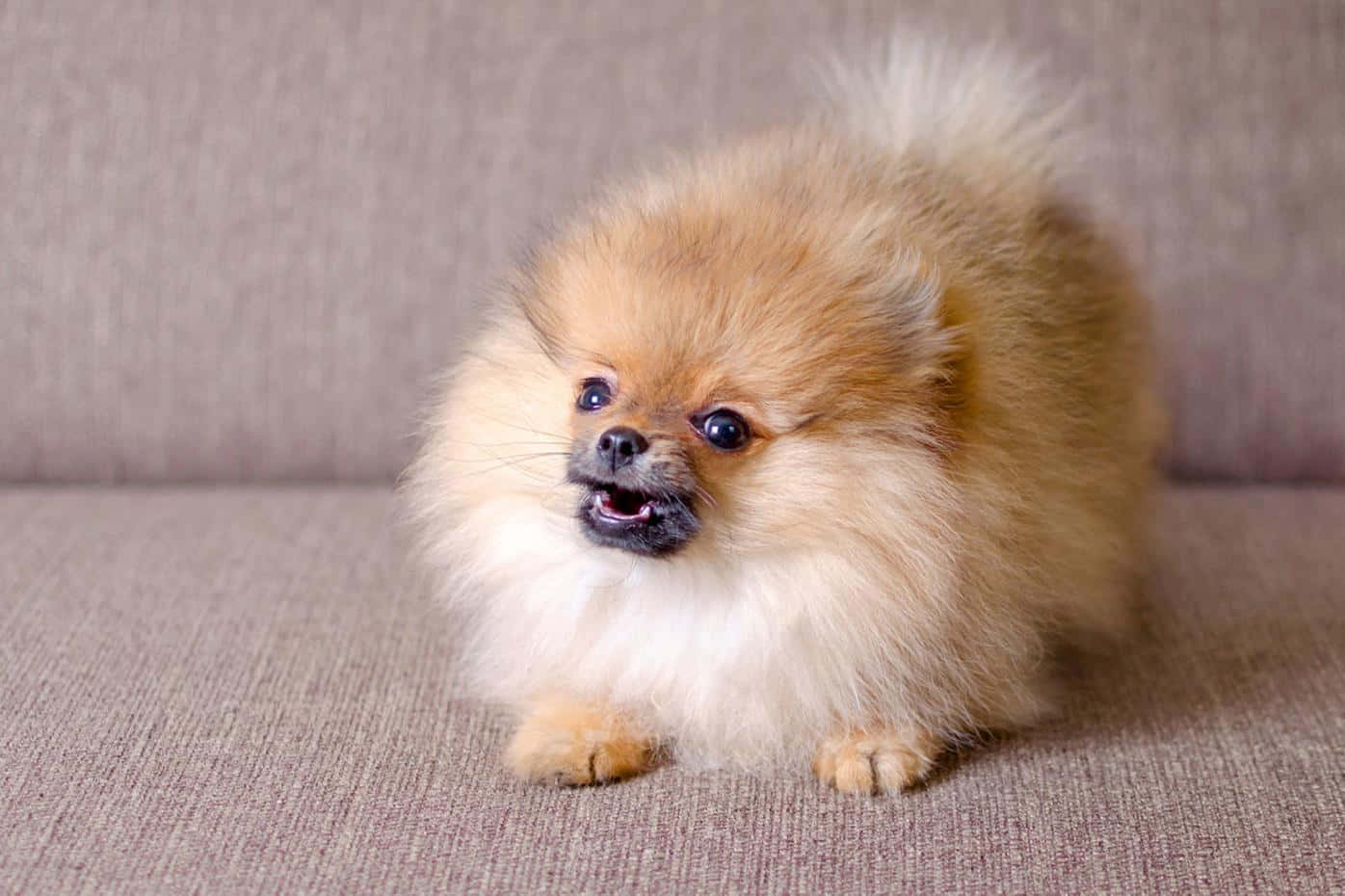 狗 桌布 壁紙 — 一隻毛茸茸的淺褐色博美犬，眼睛明亮，警覺地坐在一張有紋理的米色沙發上。