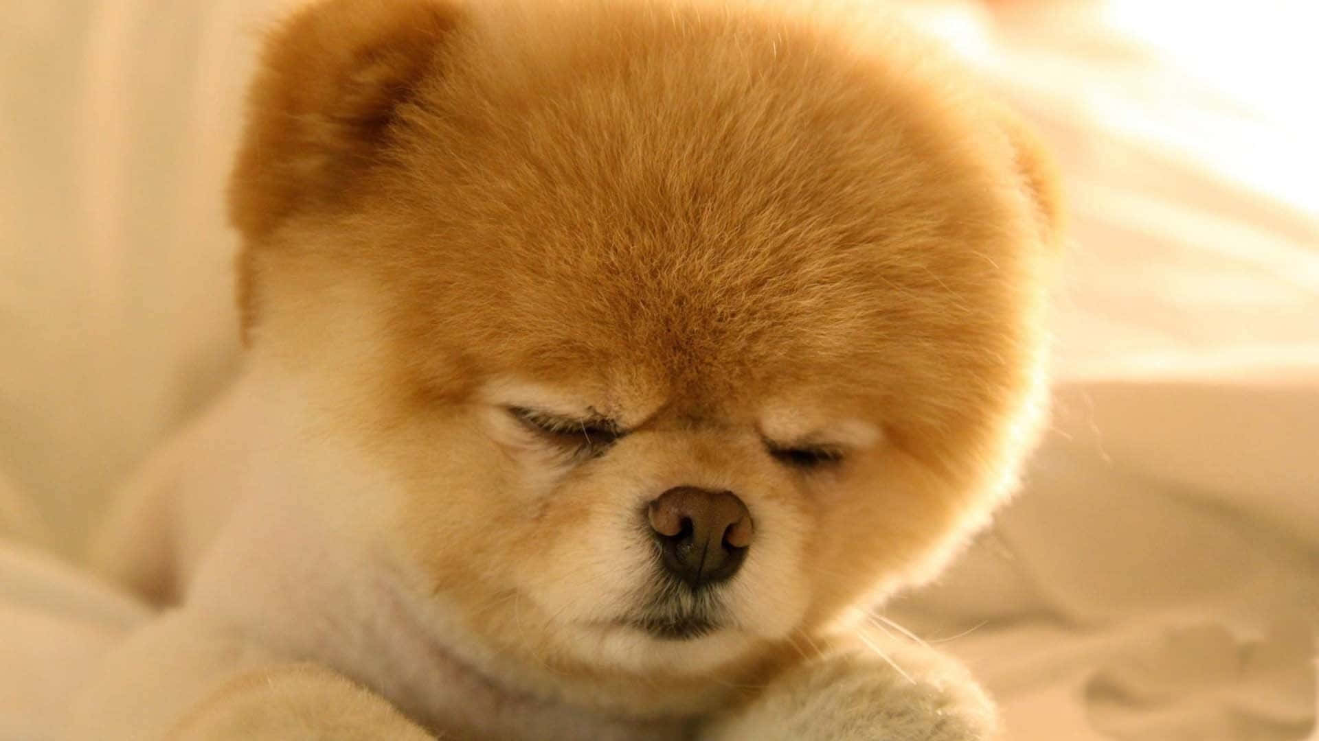 小狗 桌布 壁紙 — 一隻毛茸茸的淺褐色博美犬幼崽在柔軟的白色床上閉眼安睡。