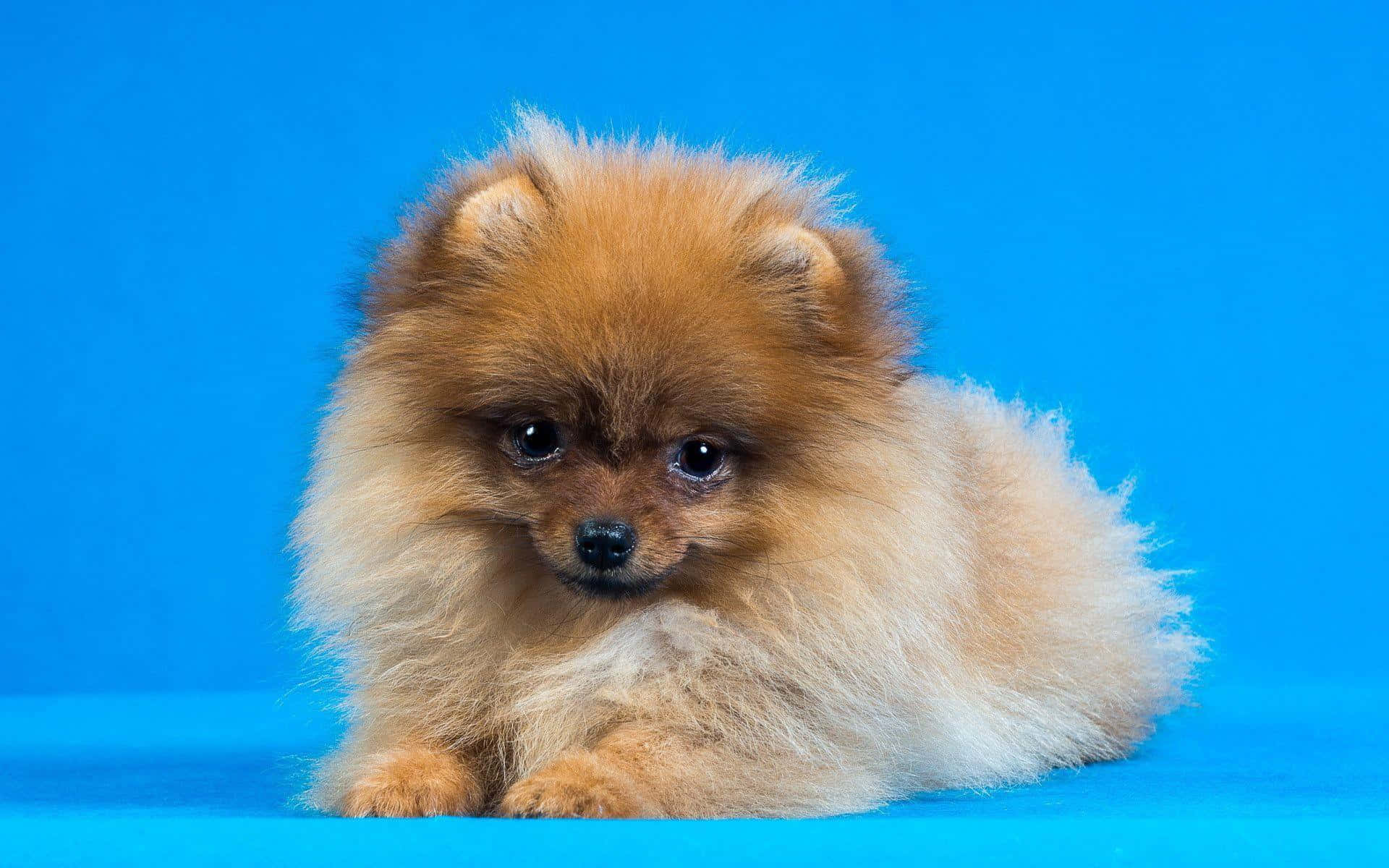 Pomeranian 桌布 壁紙 — 一隻毛茸茸的淺褐色博美犬幼犬，有著深色眼睛，平靜地躺在充滿活力的藍色攝影棚背景前。