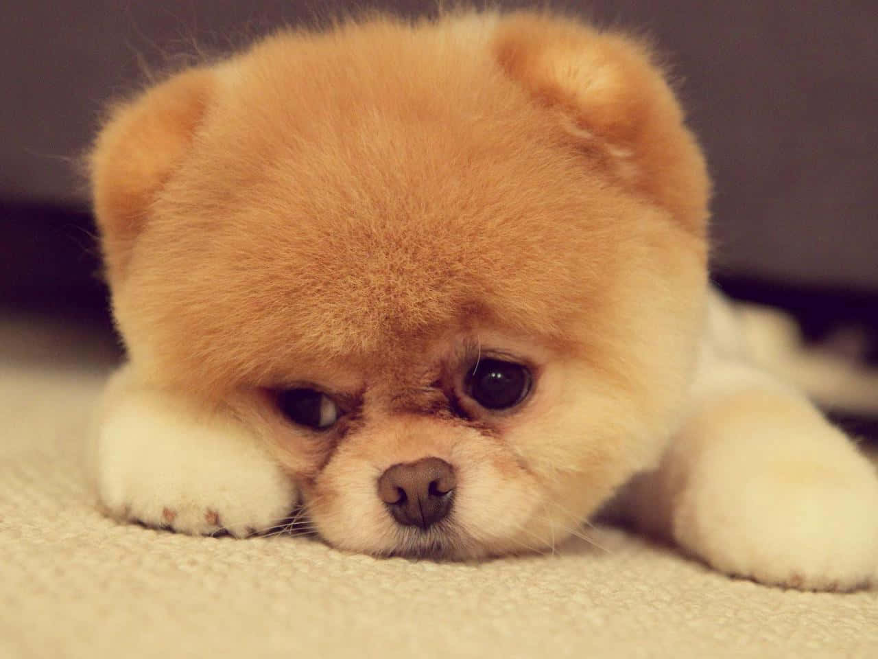 Fluffy Puppy 桌布 壁紙 — 一隻毛茸茸的淺褐色博美犬幼犬將頭放在爪子上，在米色地毯上，搭配柔和溫暖的燈光。