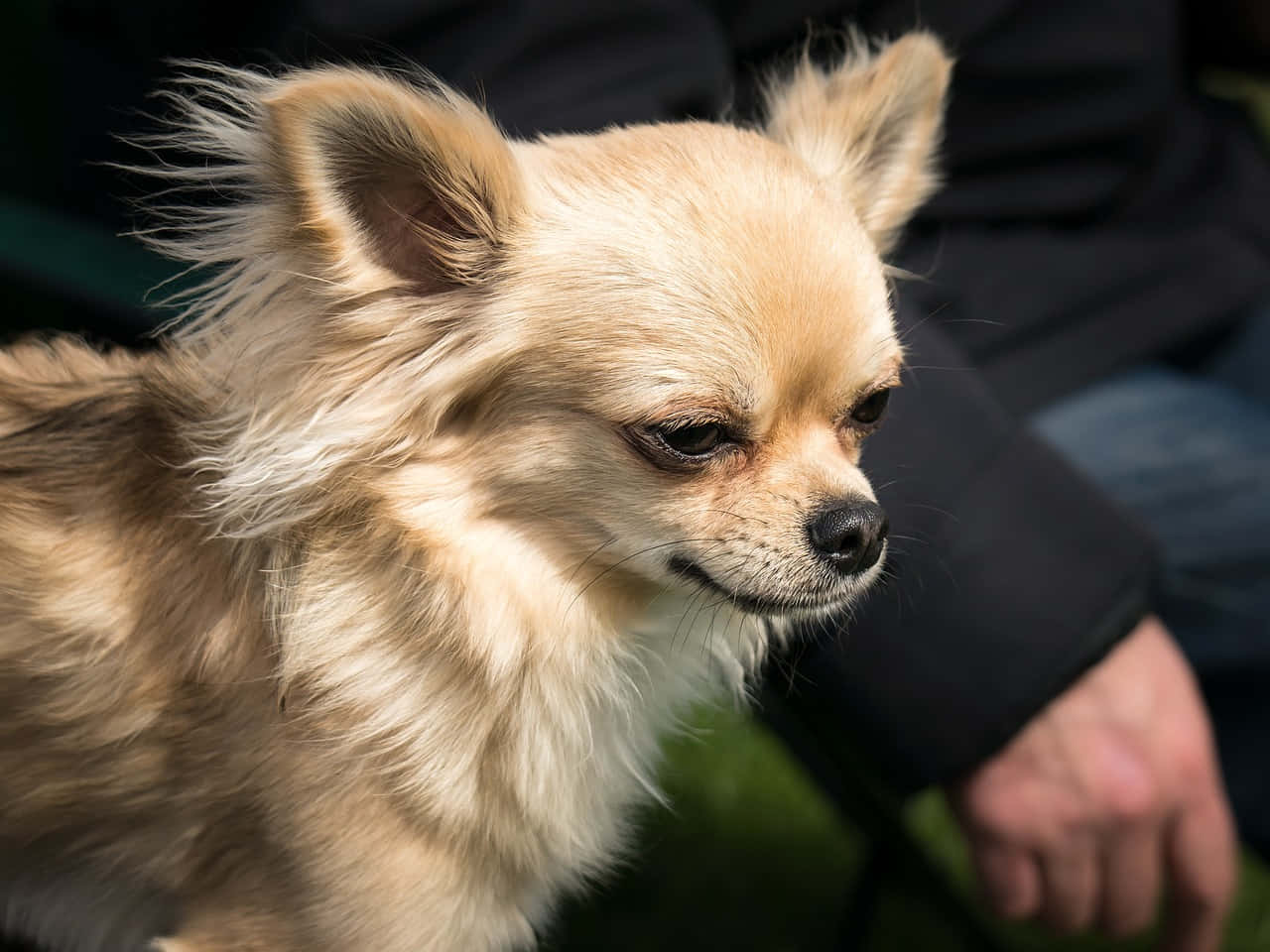 Chihuahua 桌布 壁紙 — 一隻毛茸茸的淺褐色吉娃娃，毛髮被風吹起，在一個人的手臂旁邊若有所思地凝視的特寫。