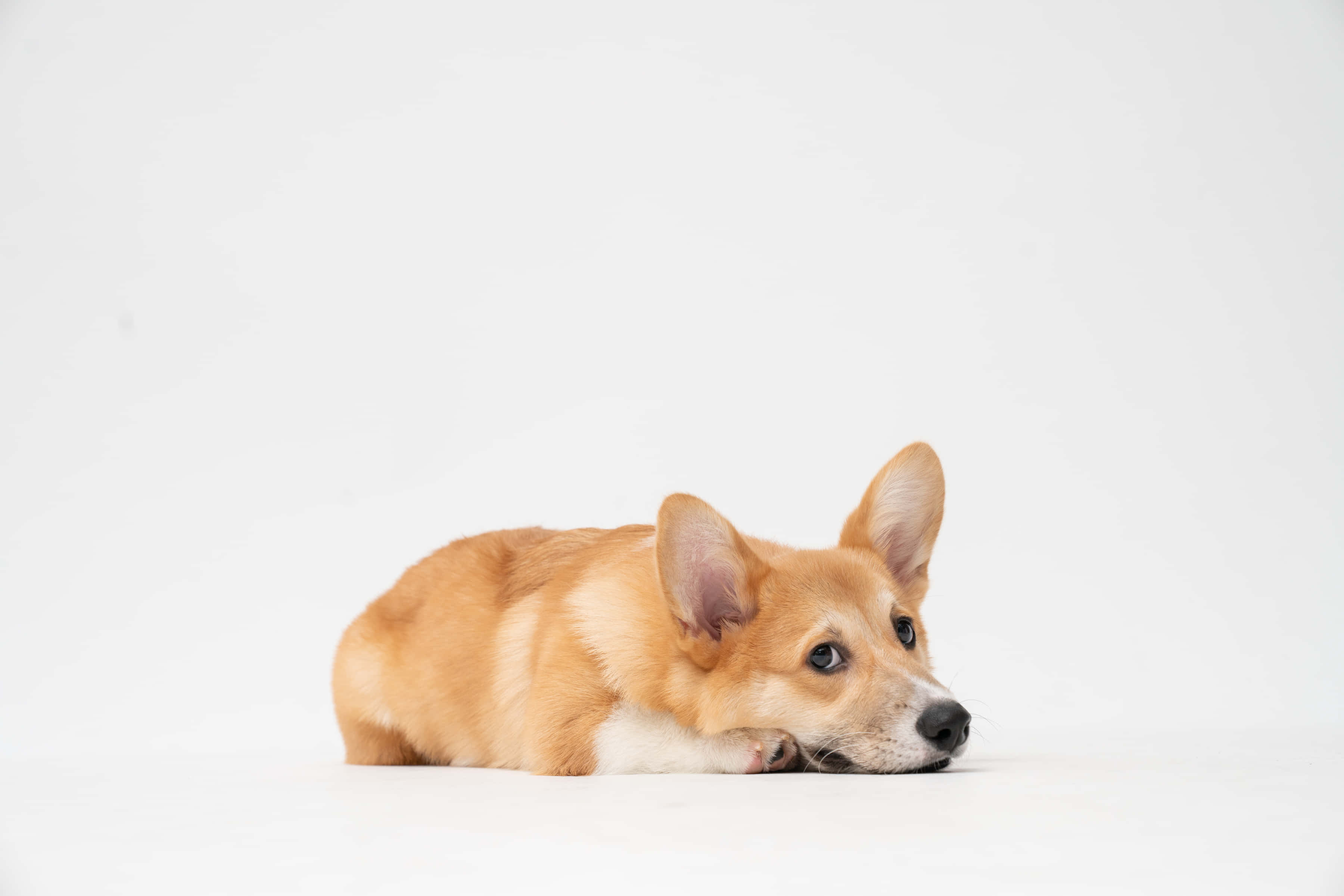 狗 桌布 壁紙 — 一隻毛茸茸的淺褐色柯基犬平靜地躺在純白的地板上，若有所思地望著旁邊。