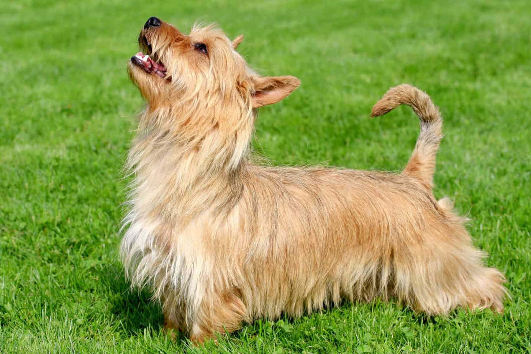 Terrier Dog 桌布 壁紙 — 一隻毛茸茸的淺褐色澳洲爹利犬警覺地坐在鮮綠色的草地上，張開嘴，尾巴捲起。