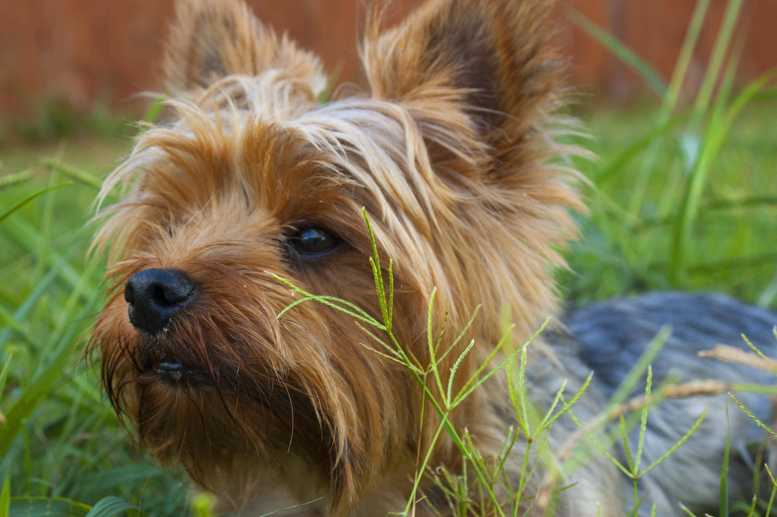 Terrier 桌布 壁紙 — 一隻毛茸茸的淺褐色約克夏㹴，豎起耳朵，在翠綠的草地上休息的特寫。