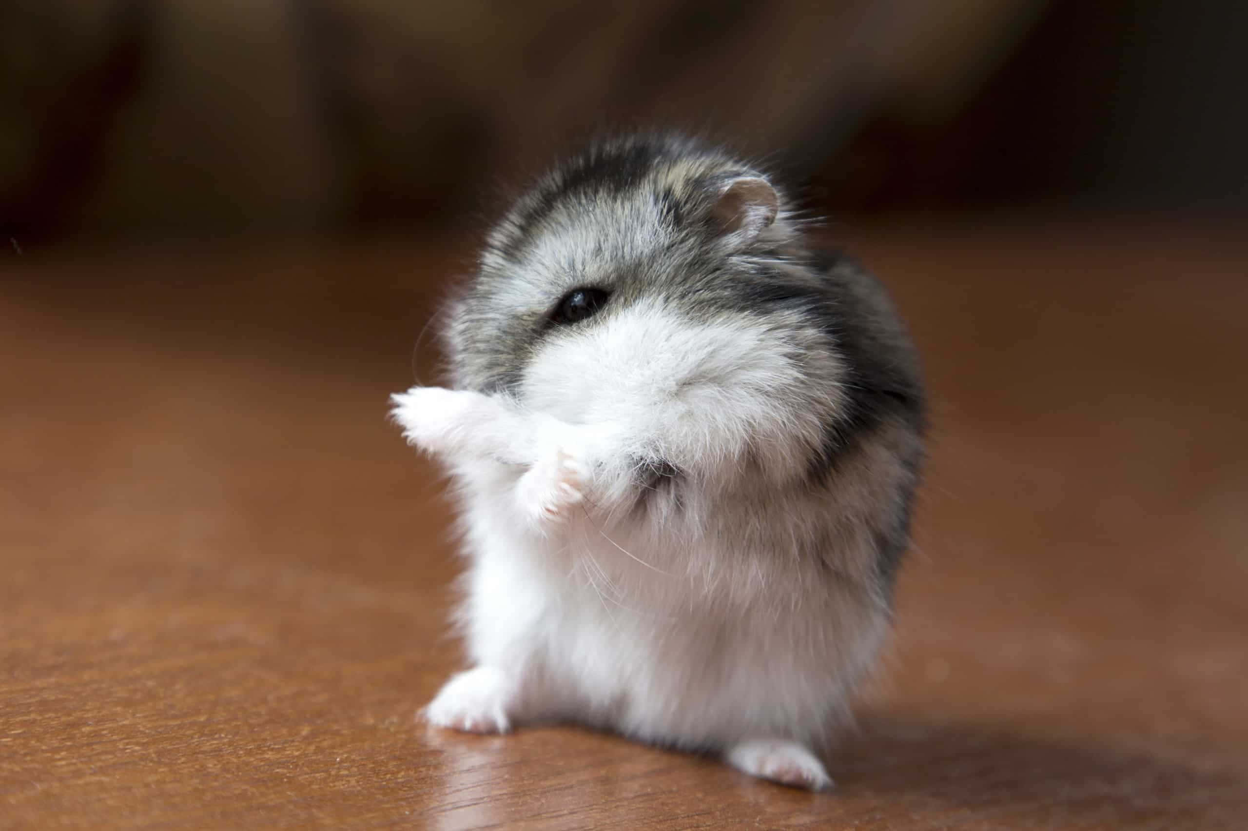 Hamster 桌布 壁紙 — 一隻毛茸茸的灰白色倉鼠站在木地板上，一隻爪子舉起，好像在揮手。