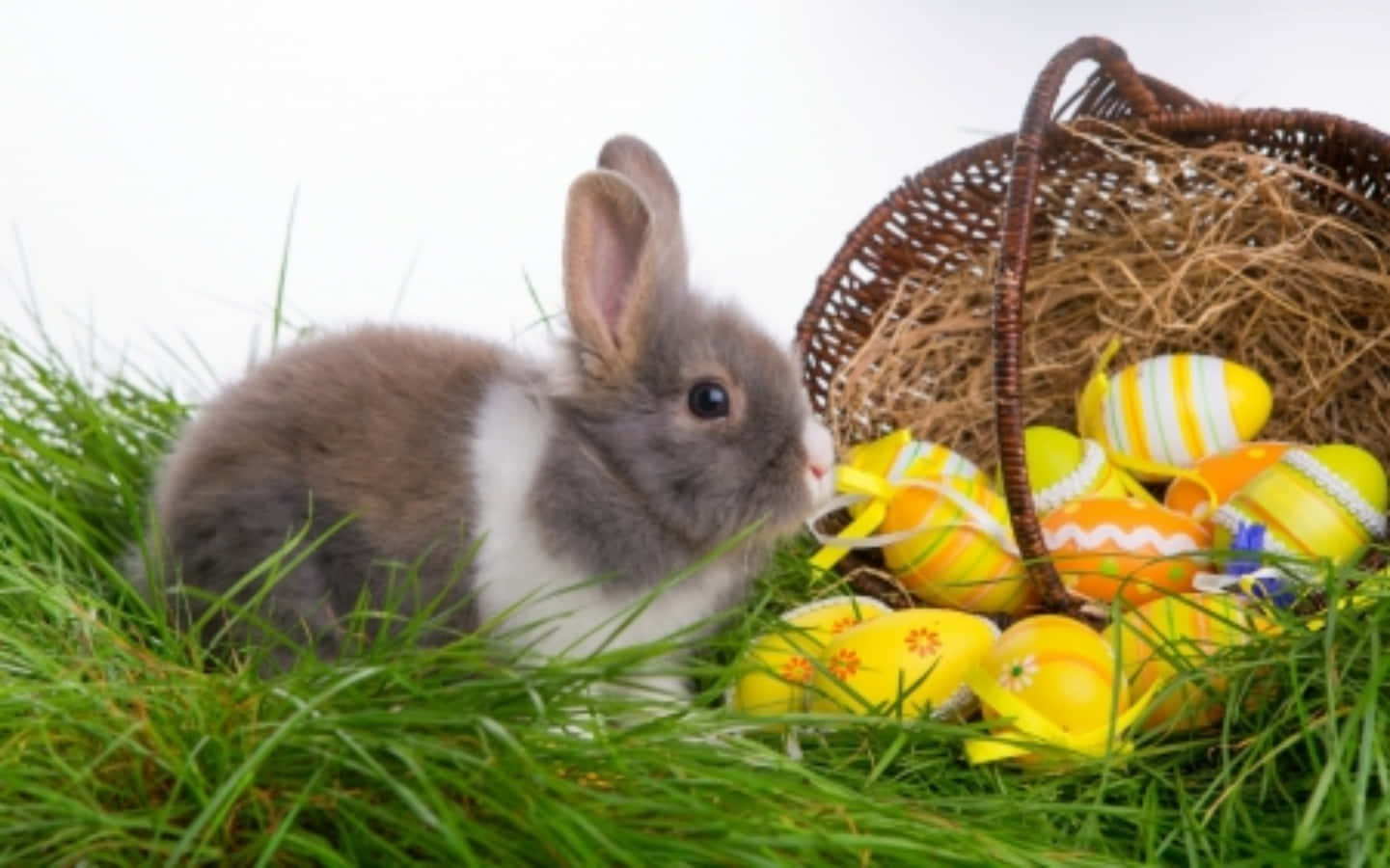 Easter 桌布 壁紙 — 一隻毛茸茸的灰白色兔子坐在鮮綠色的草地上，旁邊有一個柳條籃子，裡面裝滿了色彩繽紛的復活節彩蛋。