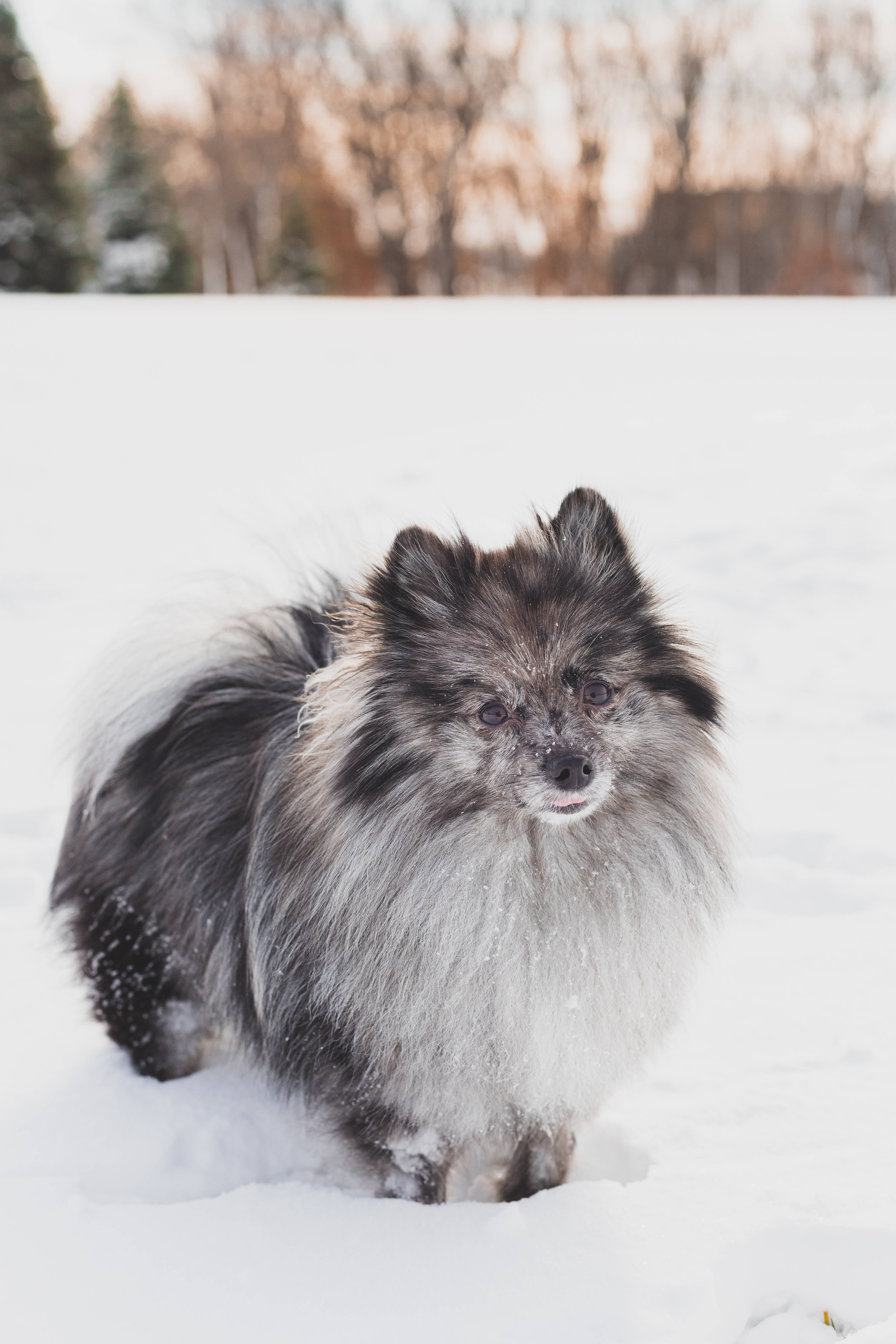 Pomeranian 桌布 壁紙 — 一隻毛茸茸的灰白色博美犬在深雪中警覺地站立，背景是柔和的金色和光禿的樹木。
