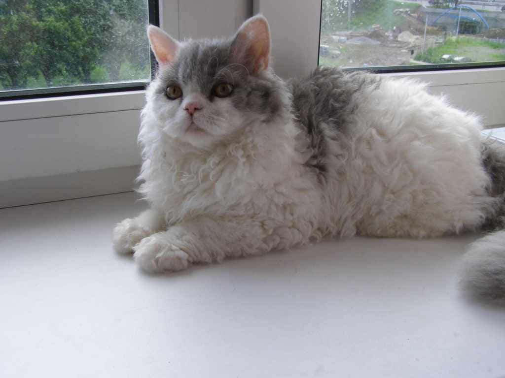 Selkirk Rex 桌布 壁紙 — 一隻毛茸茸的灰白色大眼貓咪在窗台上休息，看著外面的綠色樹木。