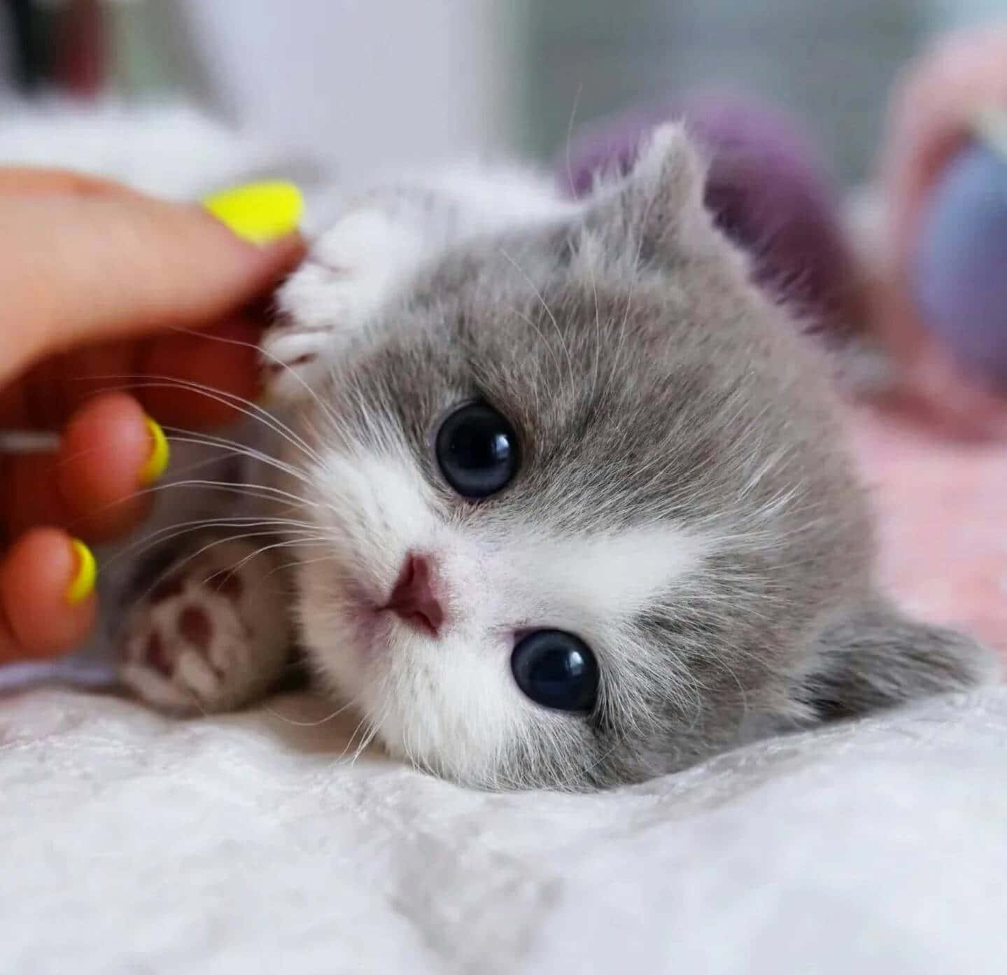 cute kitty 桌布 壁紙 — 一隻毛茸茸的灰白色小貓，有著大大的黑色眼睛，躺在柔軟的白色毯子上，一隻塗著黃色指甲油的手輕輕撫摸牠的頭。