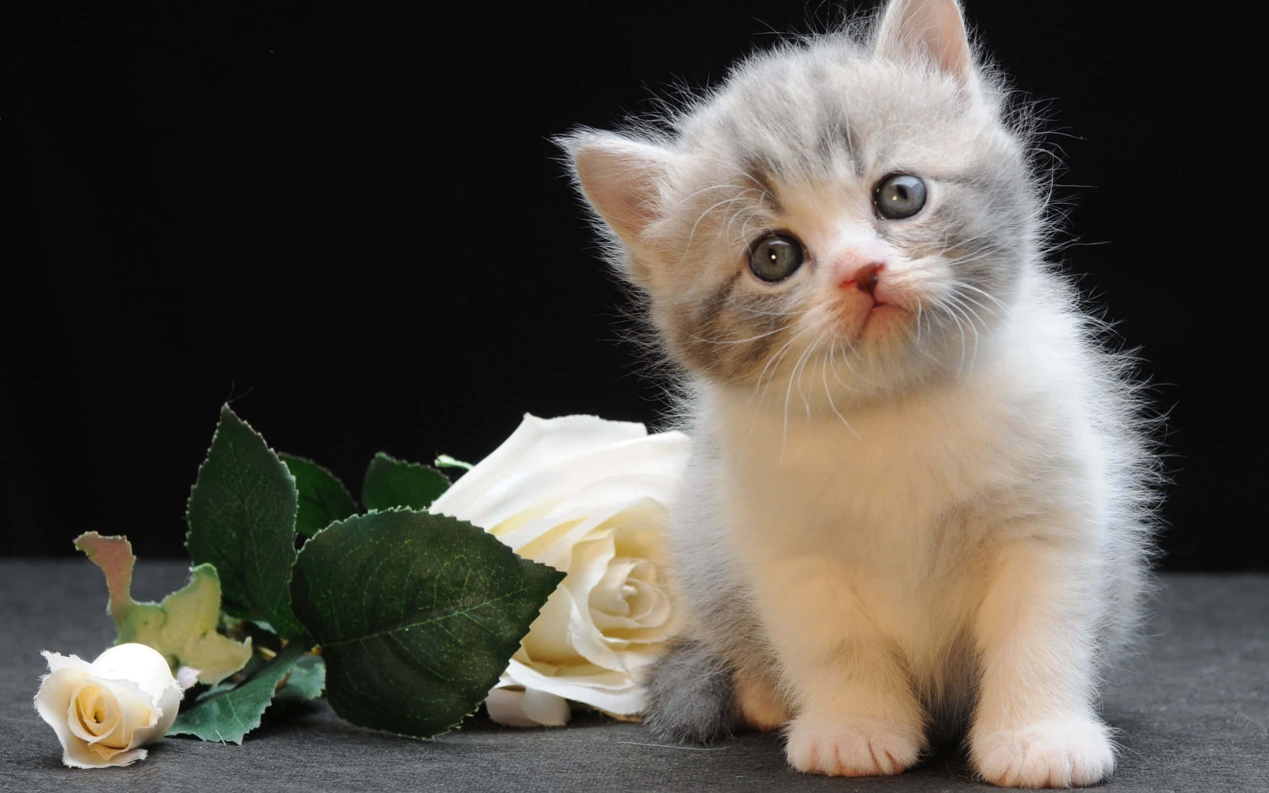 Kitten Cat 桌布 壁紙 — 一隻毛茸茸的灰白色小貓，有著大大的藍色眼睛，坐在黑色背景前的白玫瑰旁邊。