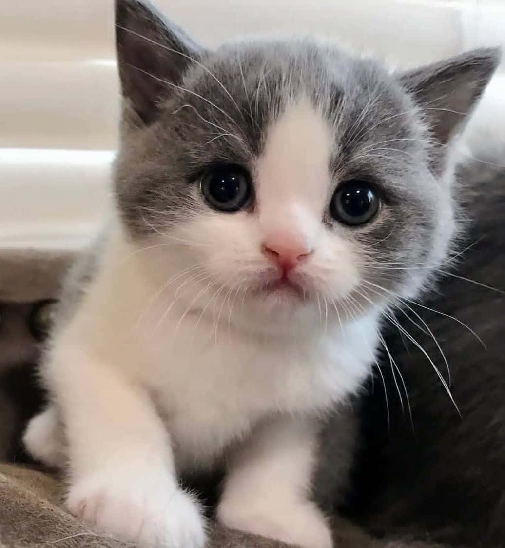 baby cat 桌布 壁紙 — 一隻毛茸茸的灰白色小貓，有著巨大的深色眼睛，直視鏡頭的特寫。