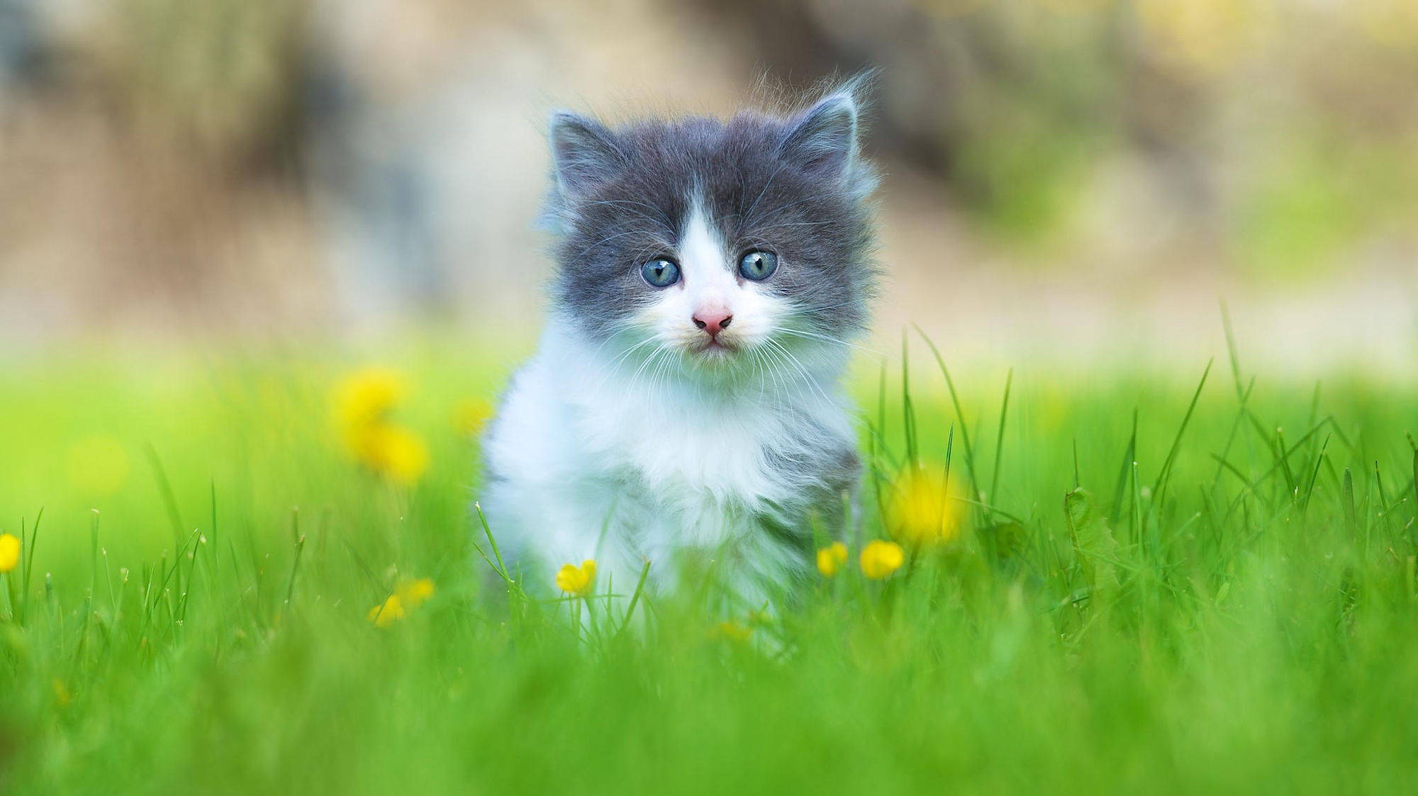 Cute Cat 桌布 壁紙 — 一隻毛茸茸的灰白色小貓，有著明亮的藍眼睛，坐在點綴著黃色花朵的鮮綠色草地上。