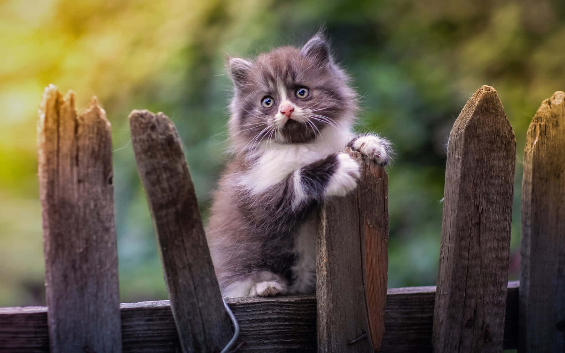 Kitten Cat 桌布 壁紙 — 一隻毛茸茸的灰白色小貓，用一雙藍色大眼睛好奇地在陽光明媚的花園中，越過一條經風吹雨打的木籬笆上面探出頭來。