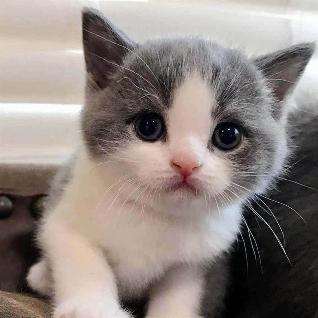 cute kitty 桌布 壁紙 — 一隻毛茸茸的灰白色小貓，用巨大的黑色眼睛直視鏡頭的特寫。