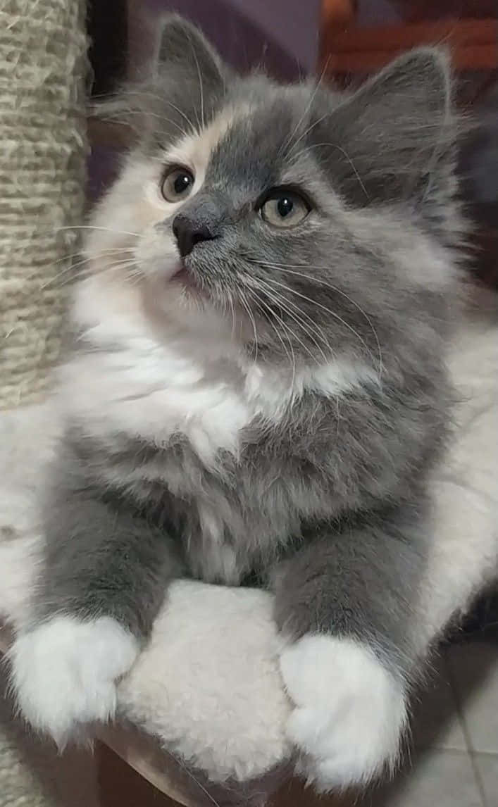 Cute Cat 桌布 壁紙 — 一隻毛茸茸的灰白色小貓，睜著大大的好奇眼睛，坐在柔軟的白色坐墊上向上看。