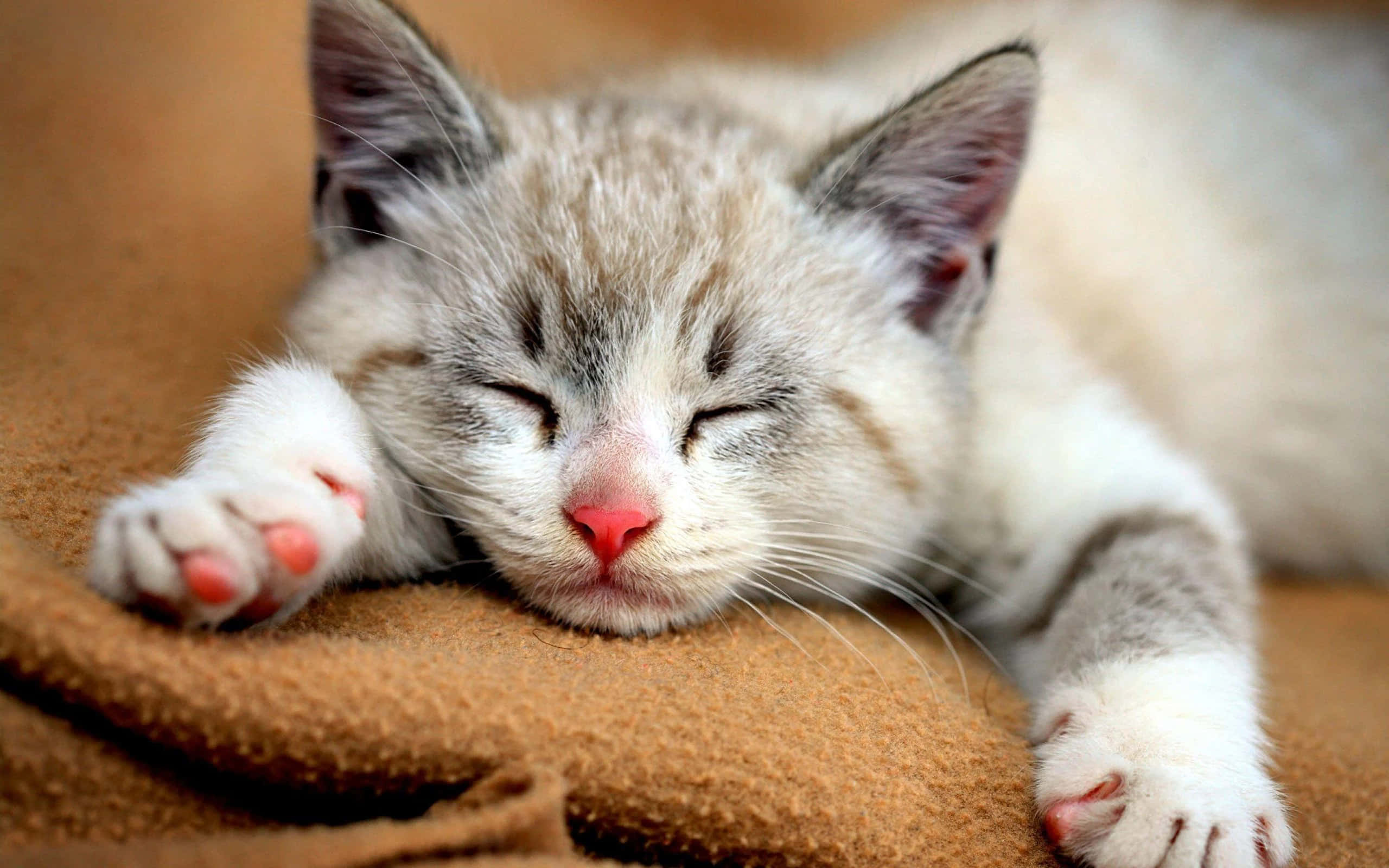 Cute Cat 桌布 壁紙 — 一隻毛茸茸的灰白色小貓咪在柔軟的棕色毯子上閉著眼睛安詳地睡覺。