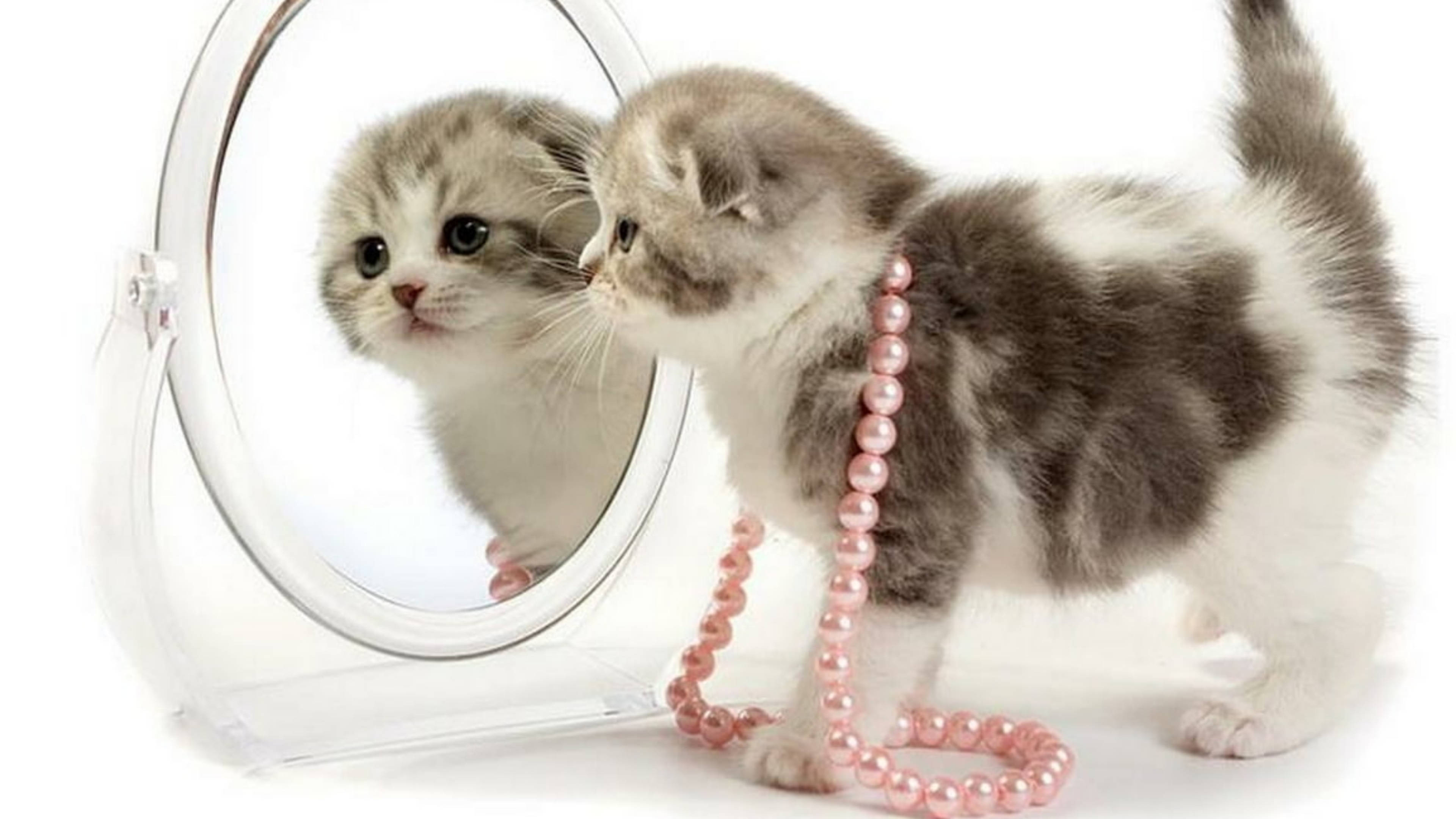 Cute Cat HD 桌布 壁紙 — 一隻毛茸茸的灰白色小貓戴著粉紅色珍珠項鍊，好奇地看著白色背景中圓鏡裡的倒影。