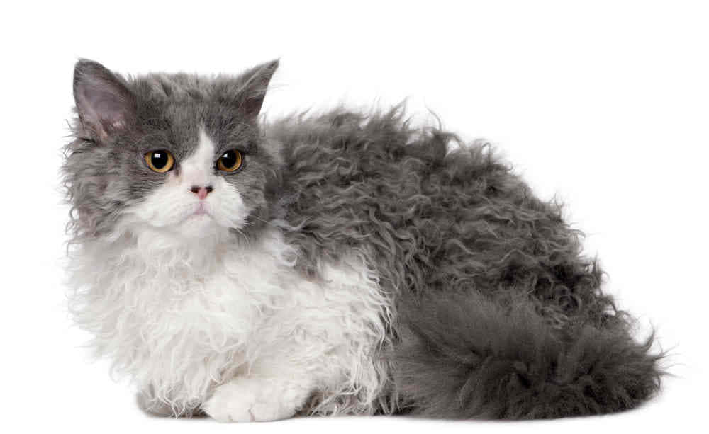 Selkirk Rex 桌布 壁紙 — 一隻毛茸茸的灰白色波斯貓，擁有捲曲的毛髮和琥珀色的眼睛，安靜地坐在純白色背景前。
