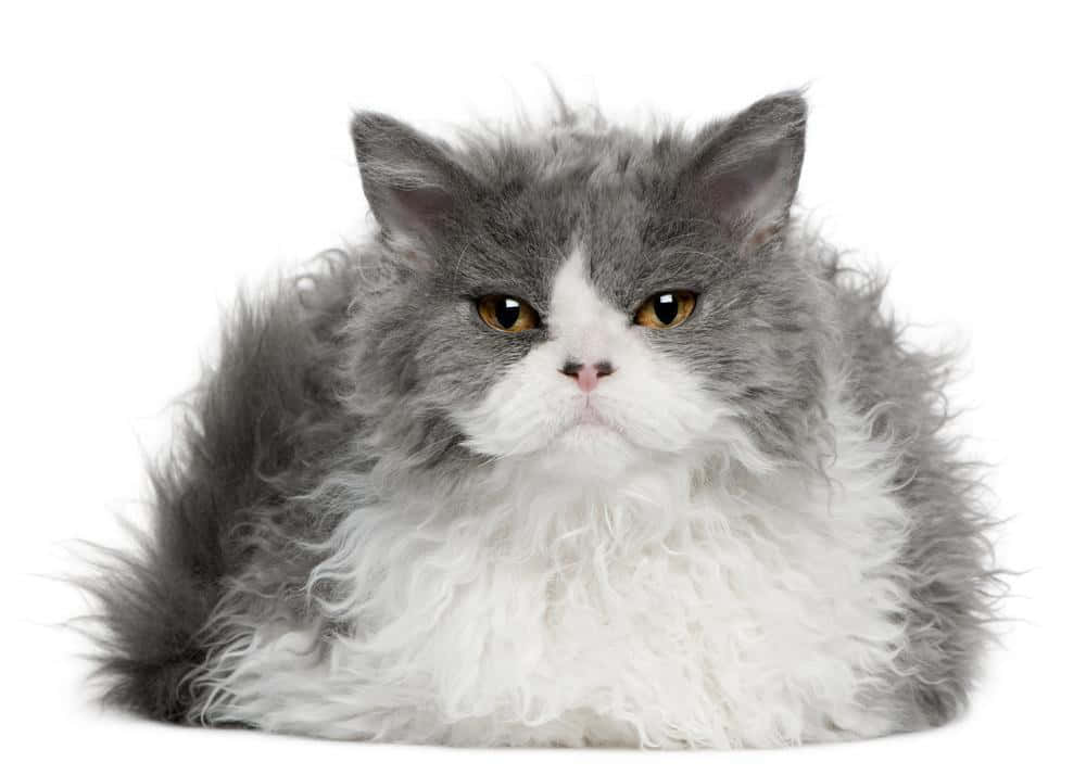 Selkirk Rex 桌布 壁紙 — 一隻毛茸茸的灰白色波斯貓，有著強烈的琥珀色眼睛，在純白背景前直視鏡頭。